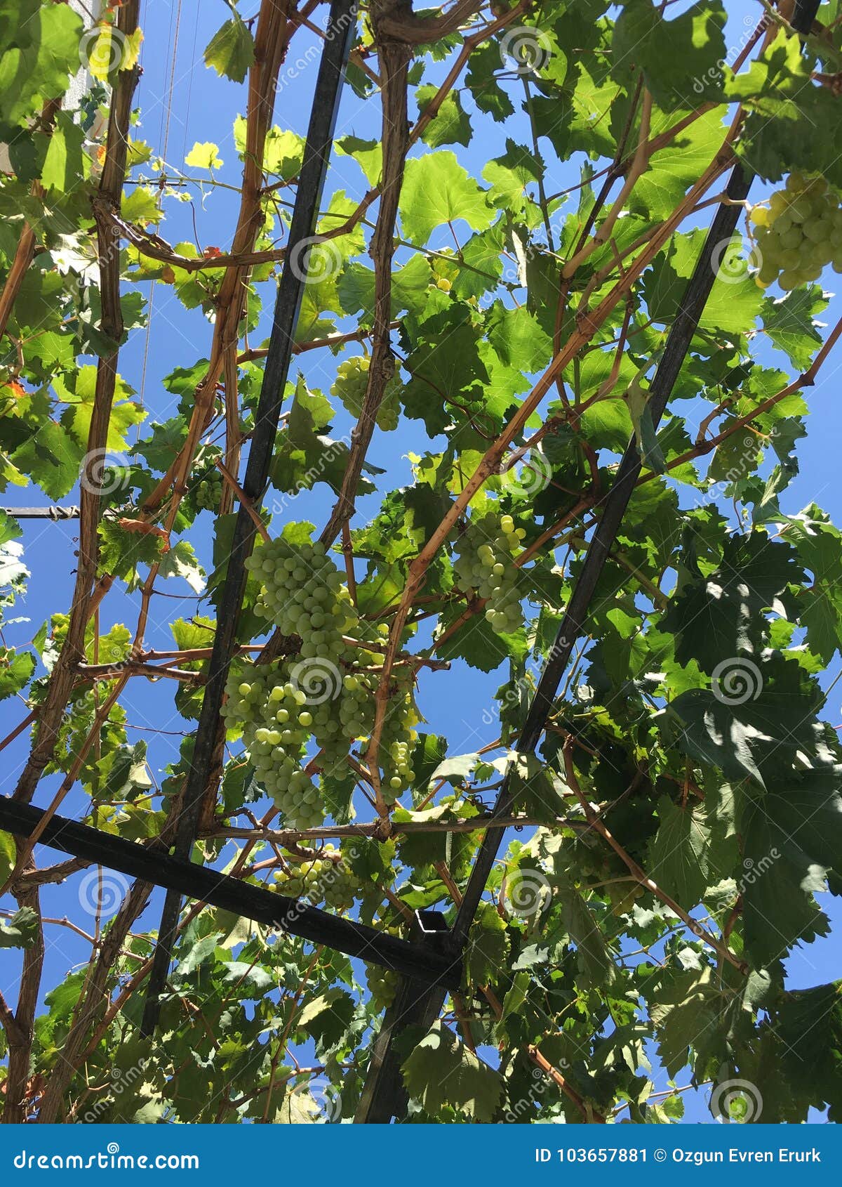 Grape Clusters, Grape Grain Stock Image Image of crop, botany 103657881