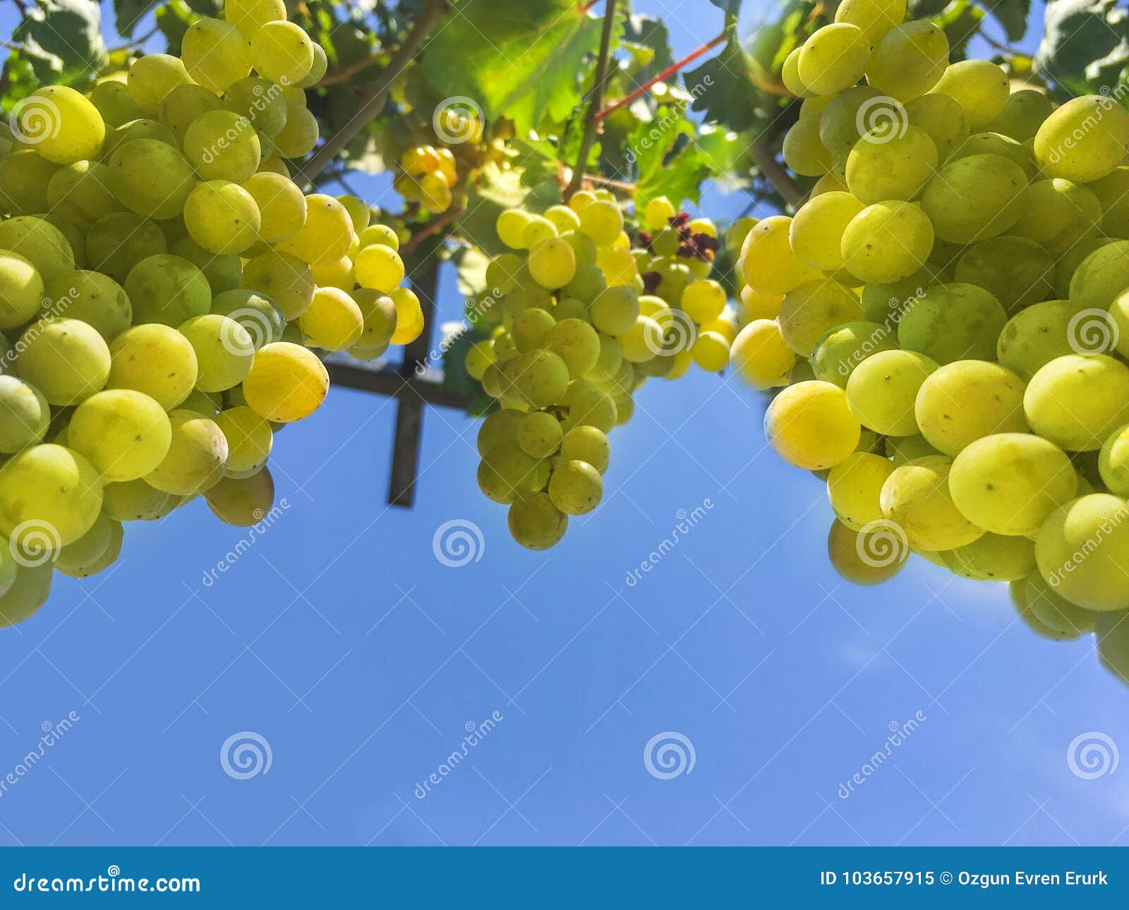 Grape Clusters, Grape Grain Stock Image Image of grape, market 103657915