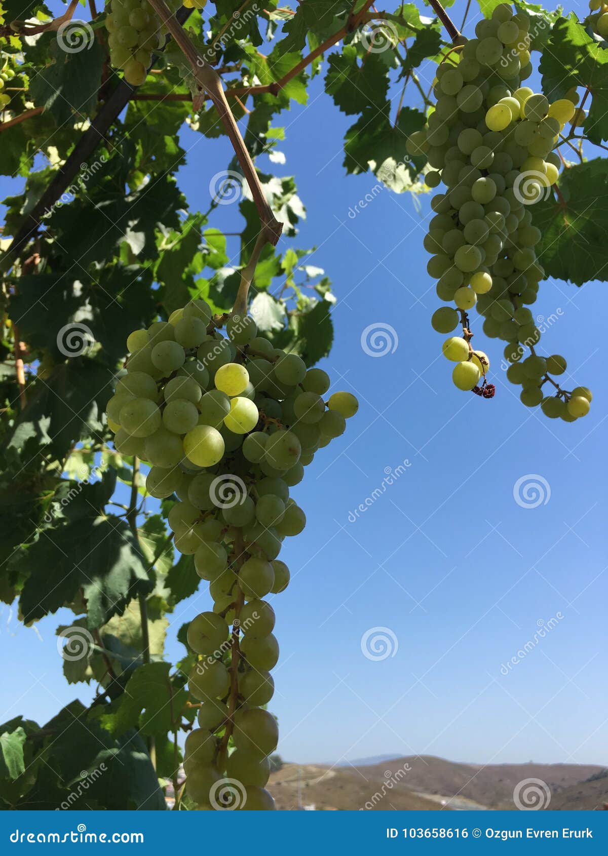 Grape Clusters, Grape Grain Stock Photo Image of berry, black 103658616