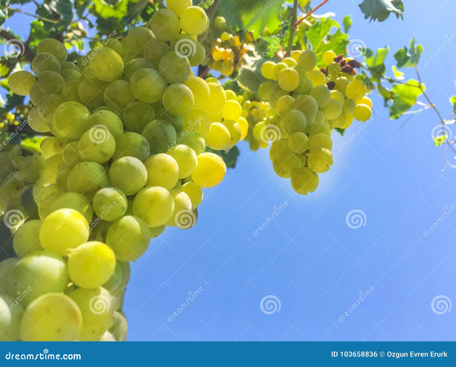 Grape Clusters, Grape Grain Stock Photo Image of fresh, discounts