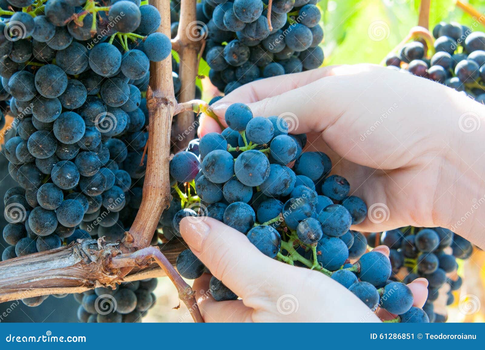 Grape crop stock image. Image of grape, bean, framing 61286851