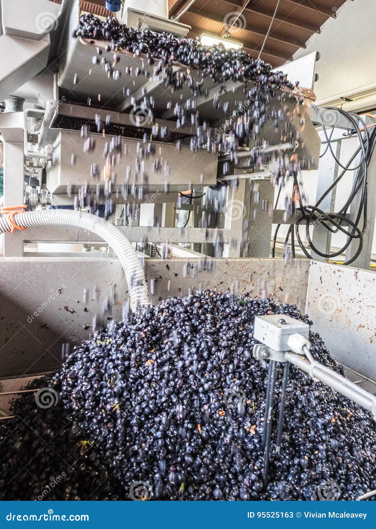 Grape crusher at winery stock image. Image of equipment 95525163