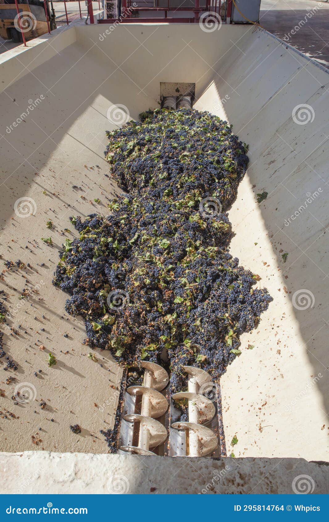 grape destemmer in action during winemaking process