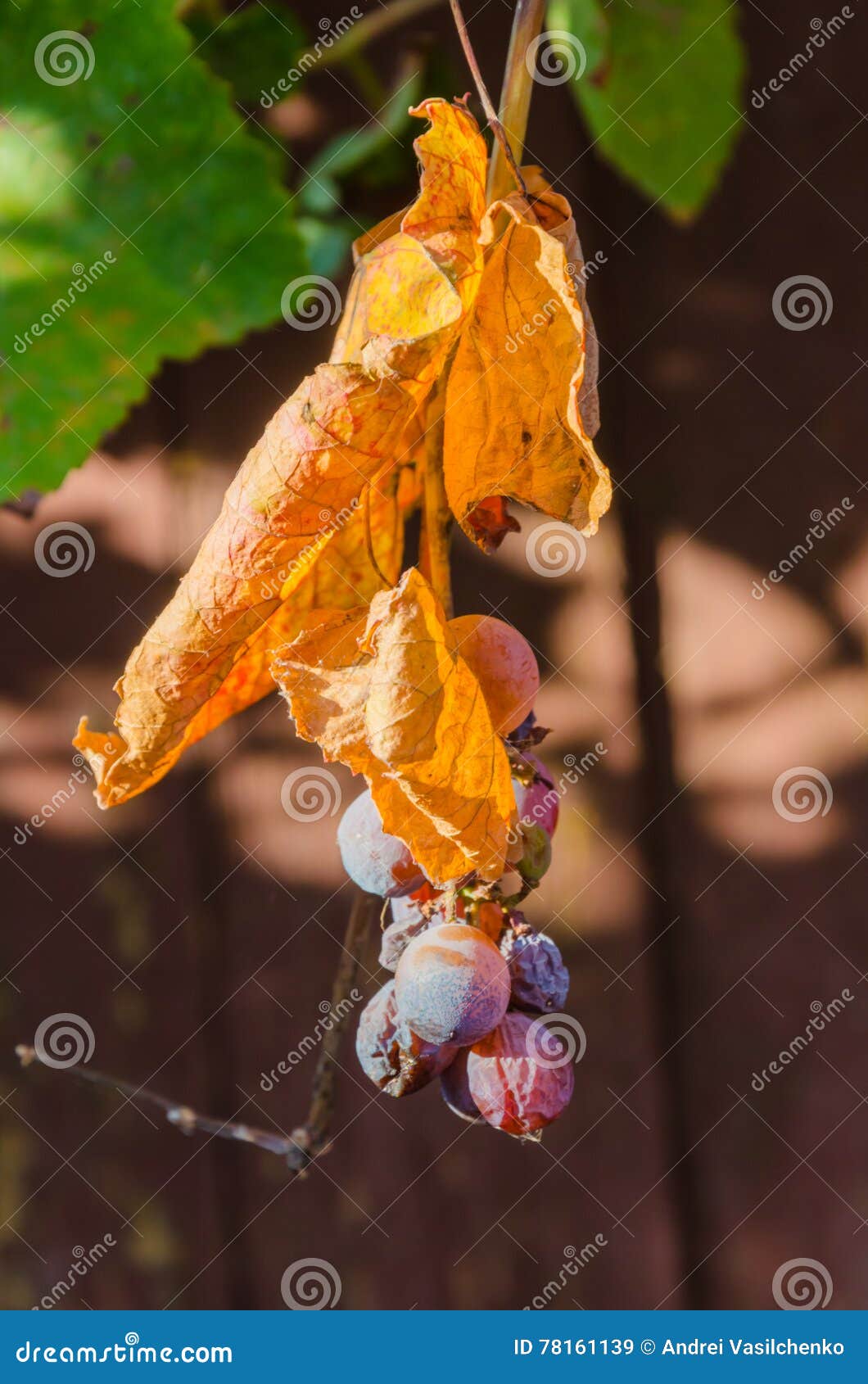 Grape disease stock image. Image of life, organism, micro 78161139