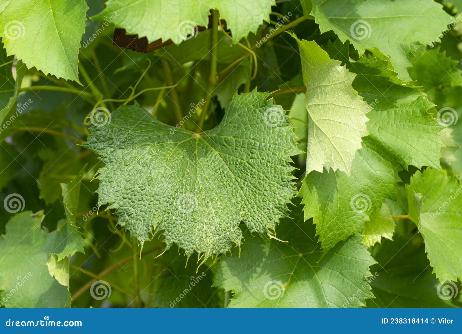 Grape disorder stock photo. Image of herbicide, damage 238318414