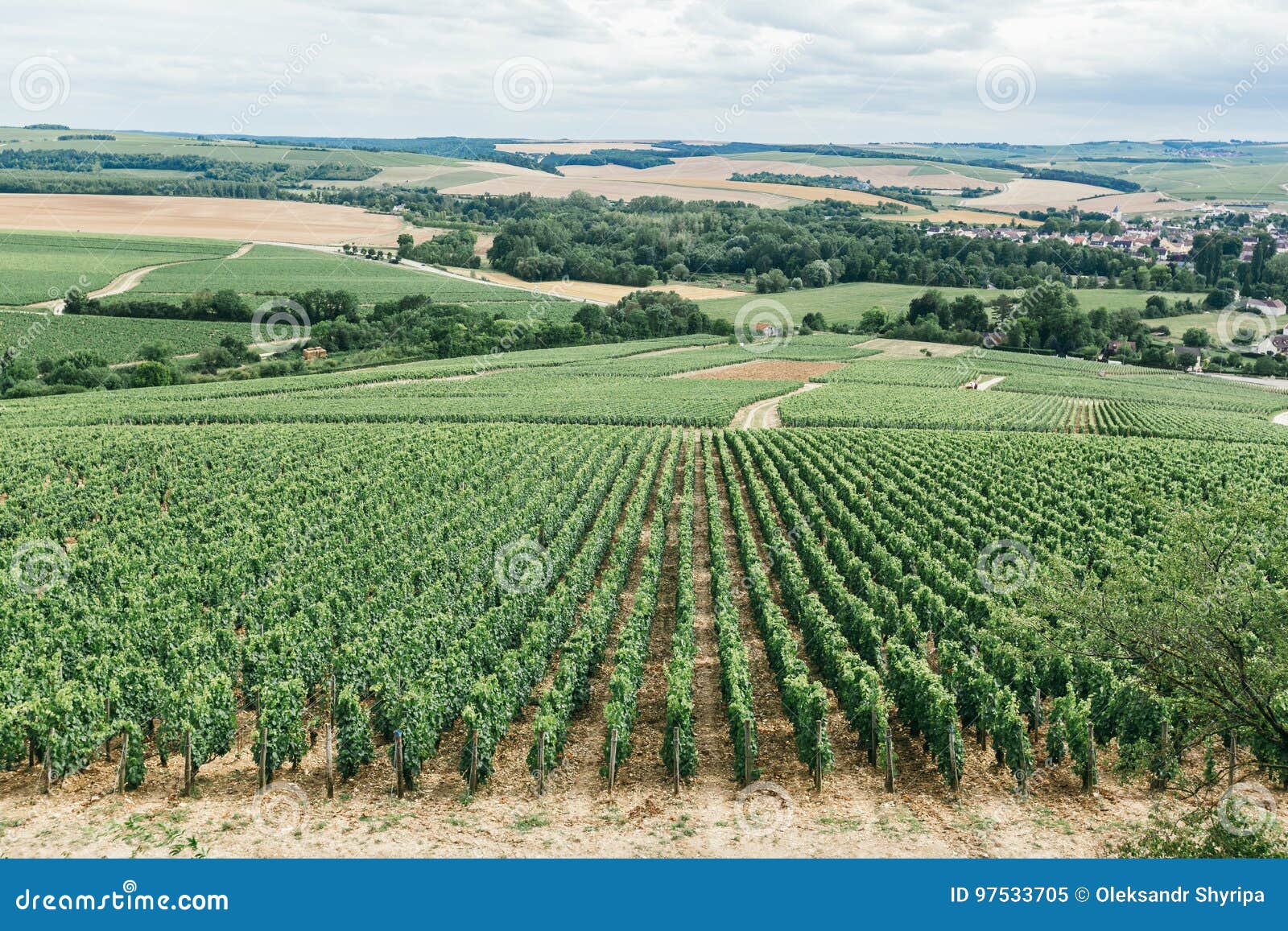 Grape Field in France, Panorama Stock Image Image of farm, container