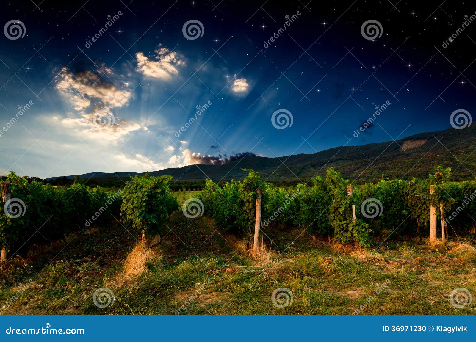 Grape field stock photo. Image of evening, outdoor, grow 36971230