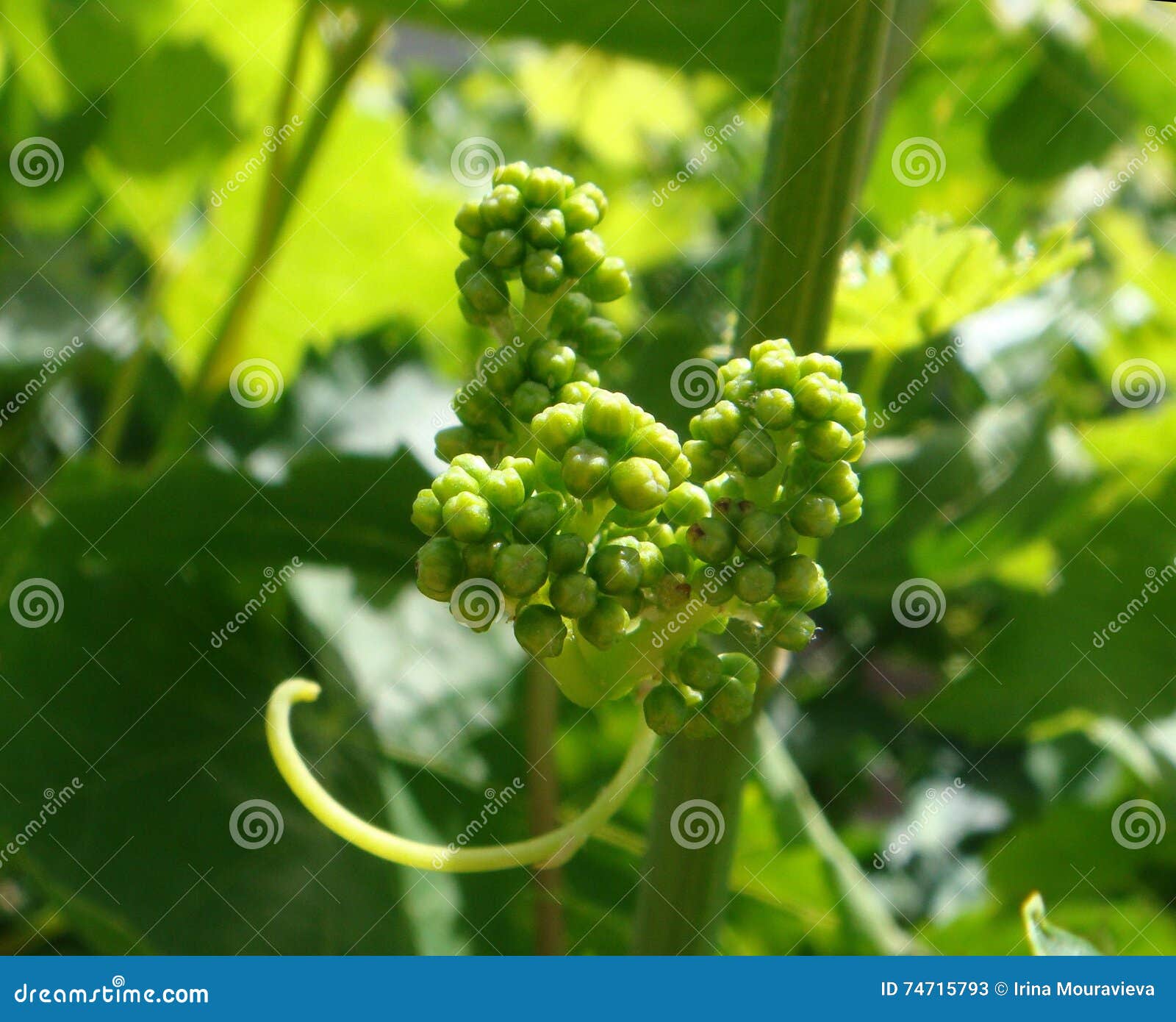 Grape flower buds stock image. Image of vine, buds, sunny 74715793