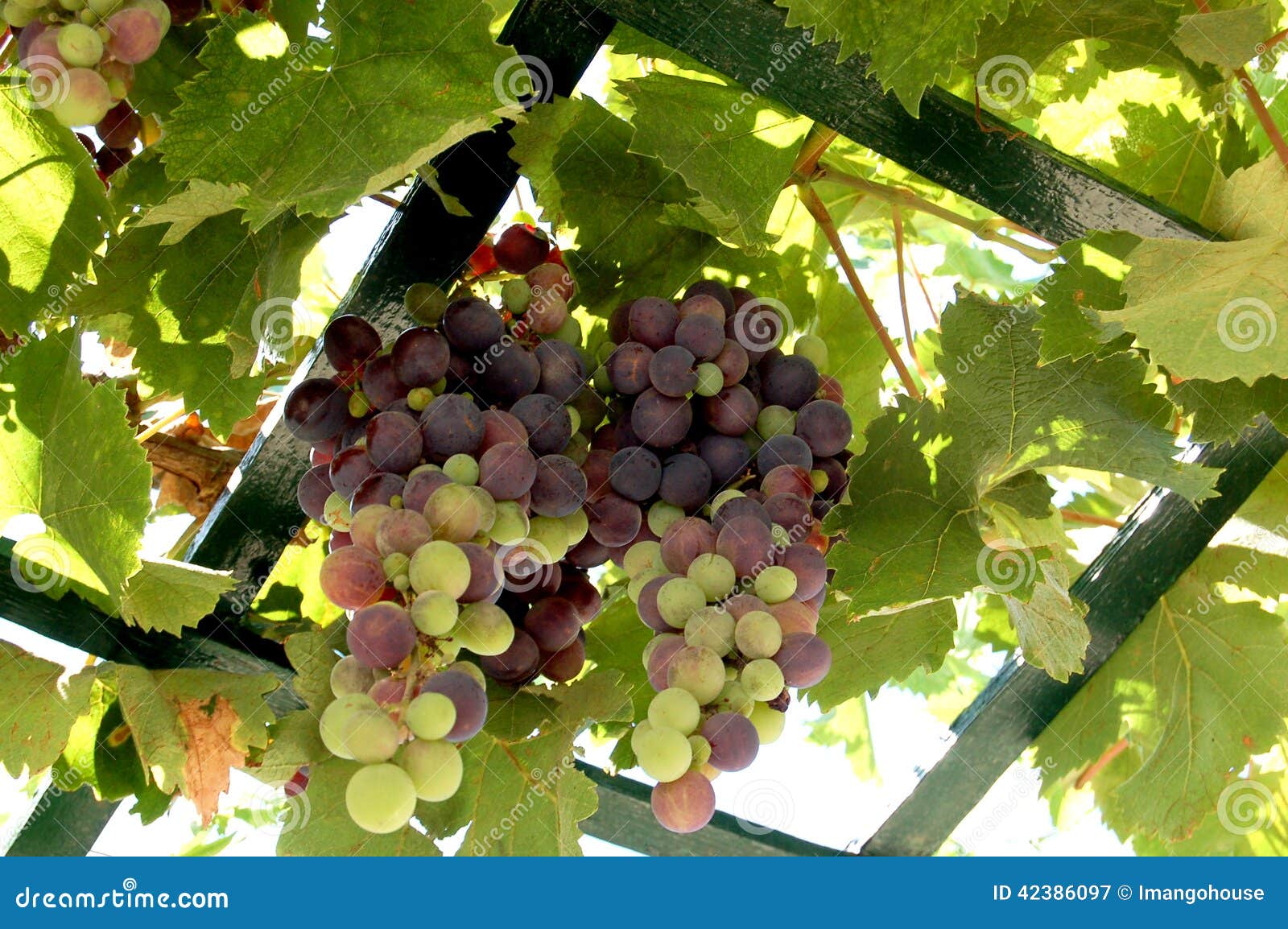 Grape Fruit at Graden in Malta Stock Image Image of holiday, water