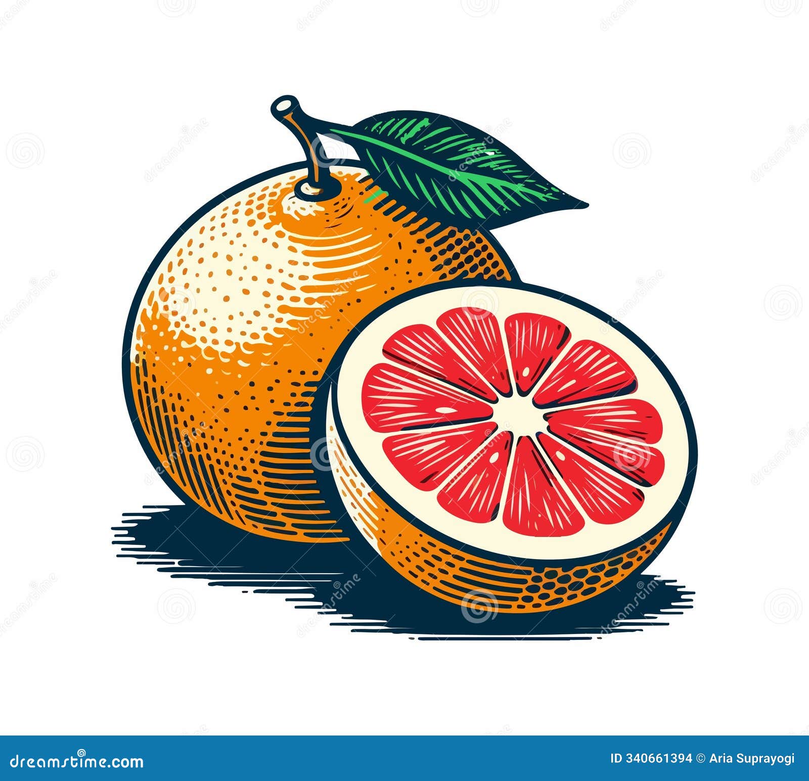 grape fruit hand drawn  graphic assets