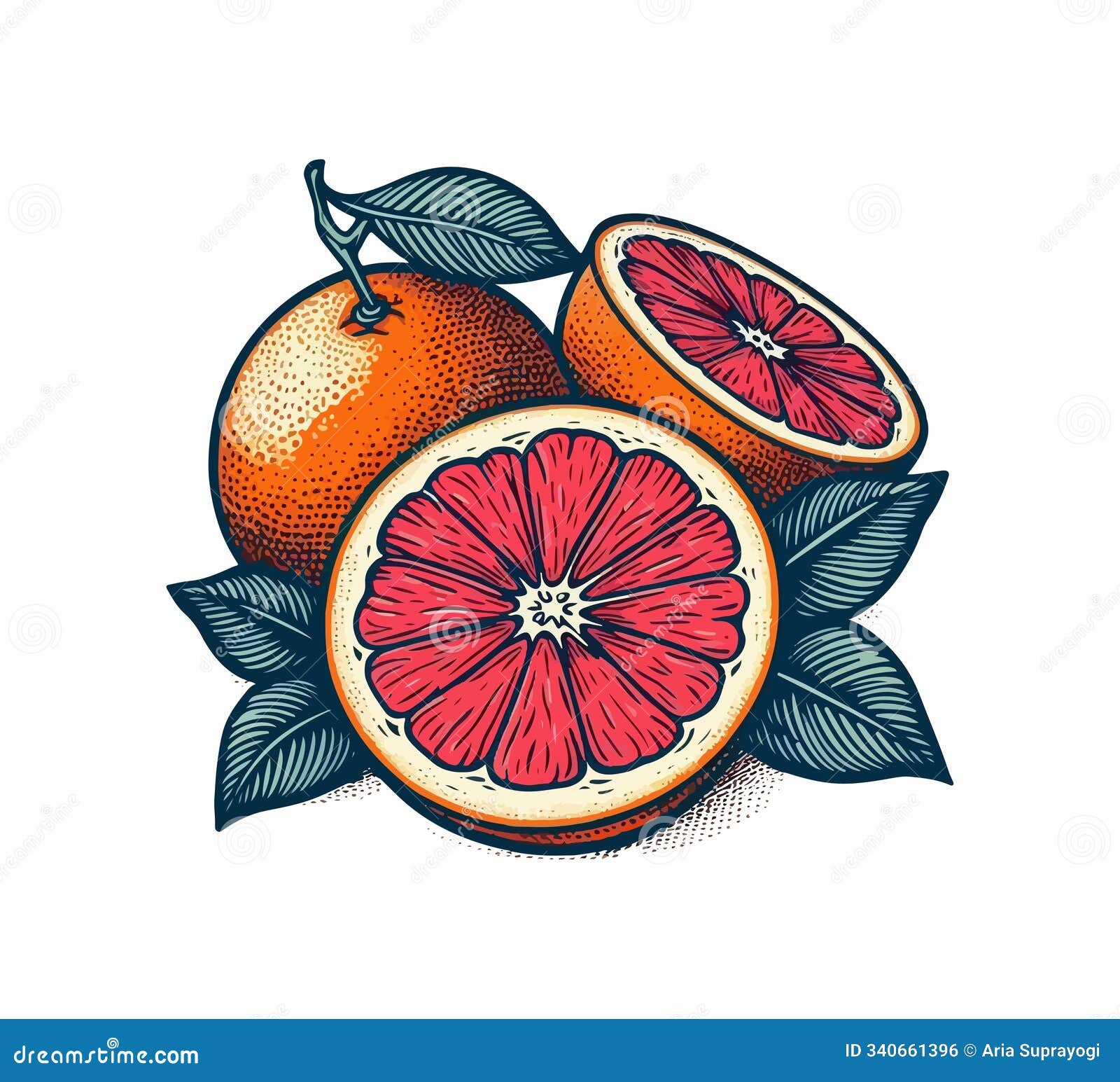 grape fruit hand drawn  graphic assets