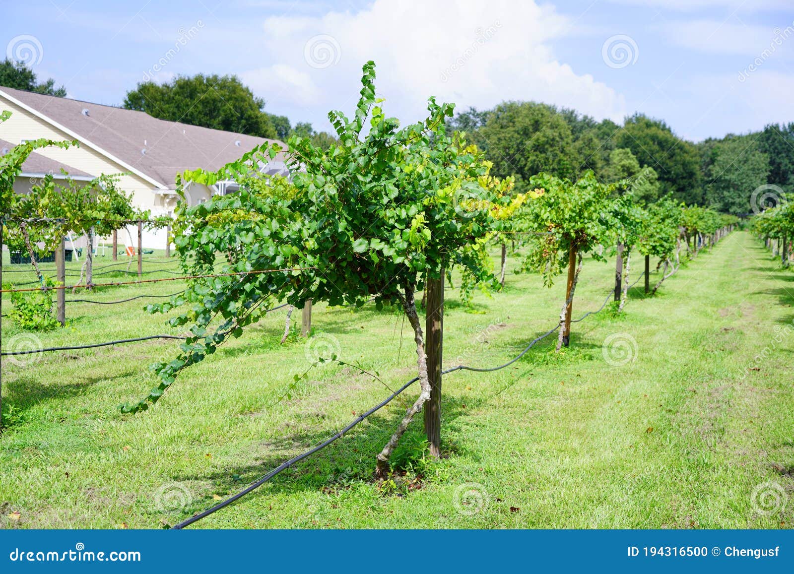 Grape Fruit Trees in a Florida Farm Stock Photo Image of landscape