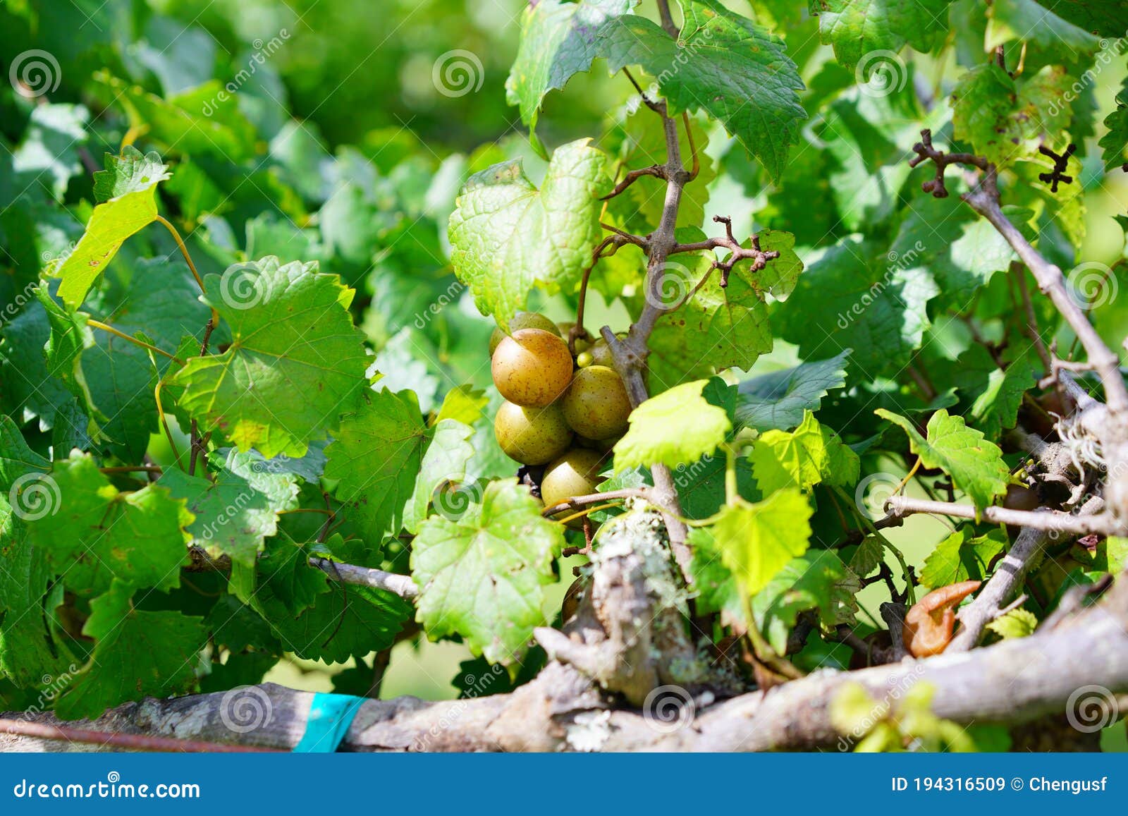 Grape Fruit Trees in a Florida Farm Stock Image Image of farmer