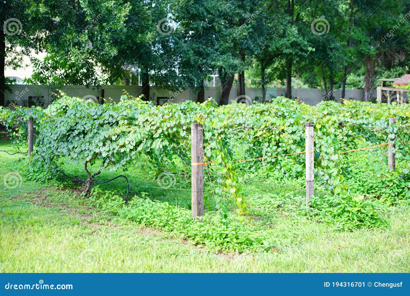 Grape Fruit Trees in a Florida Farm Stock Image Image of mountain
