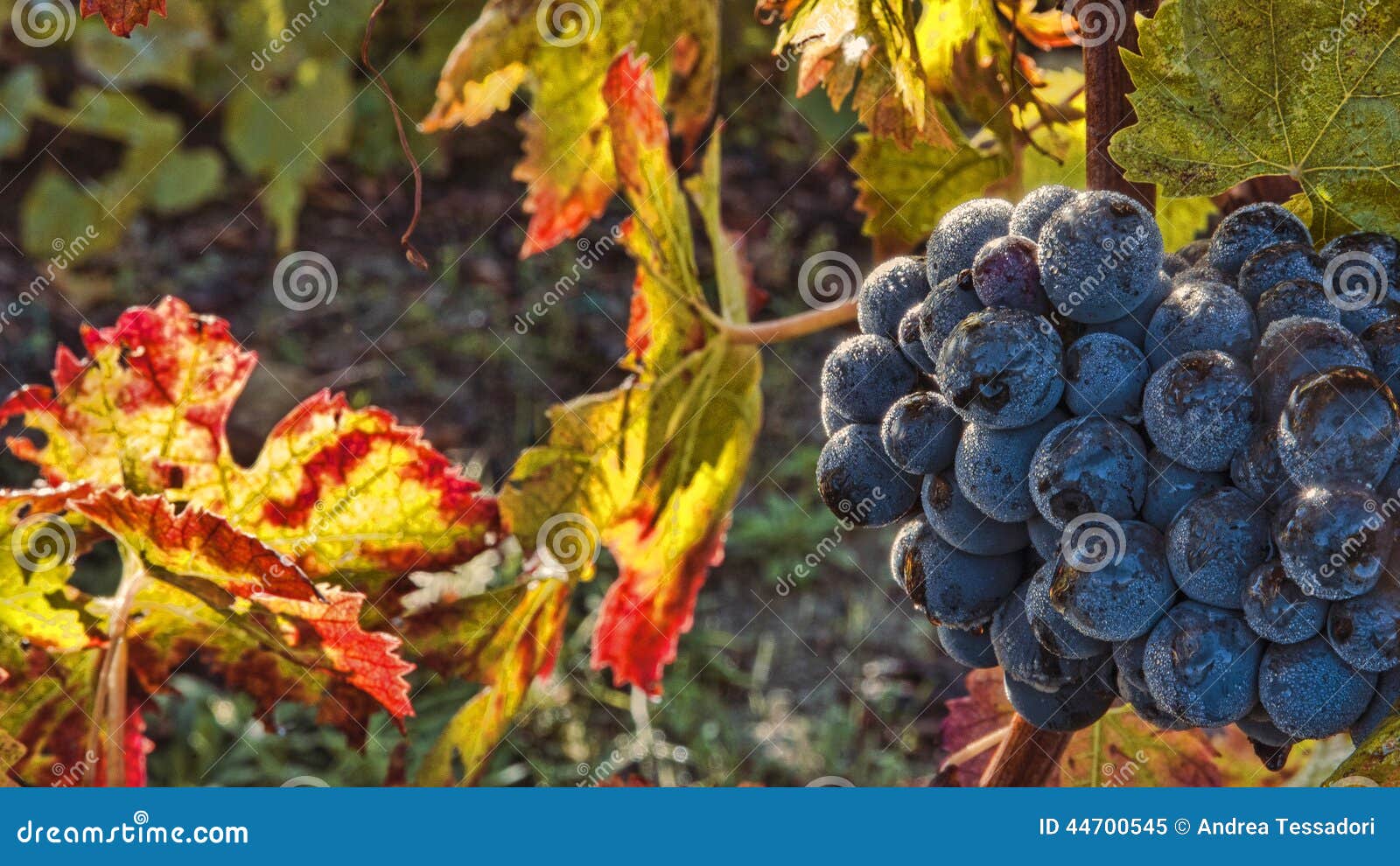 Grape harvest time stock image. Image of marche, grapevine 44700545