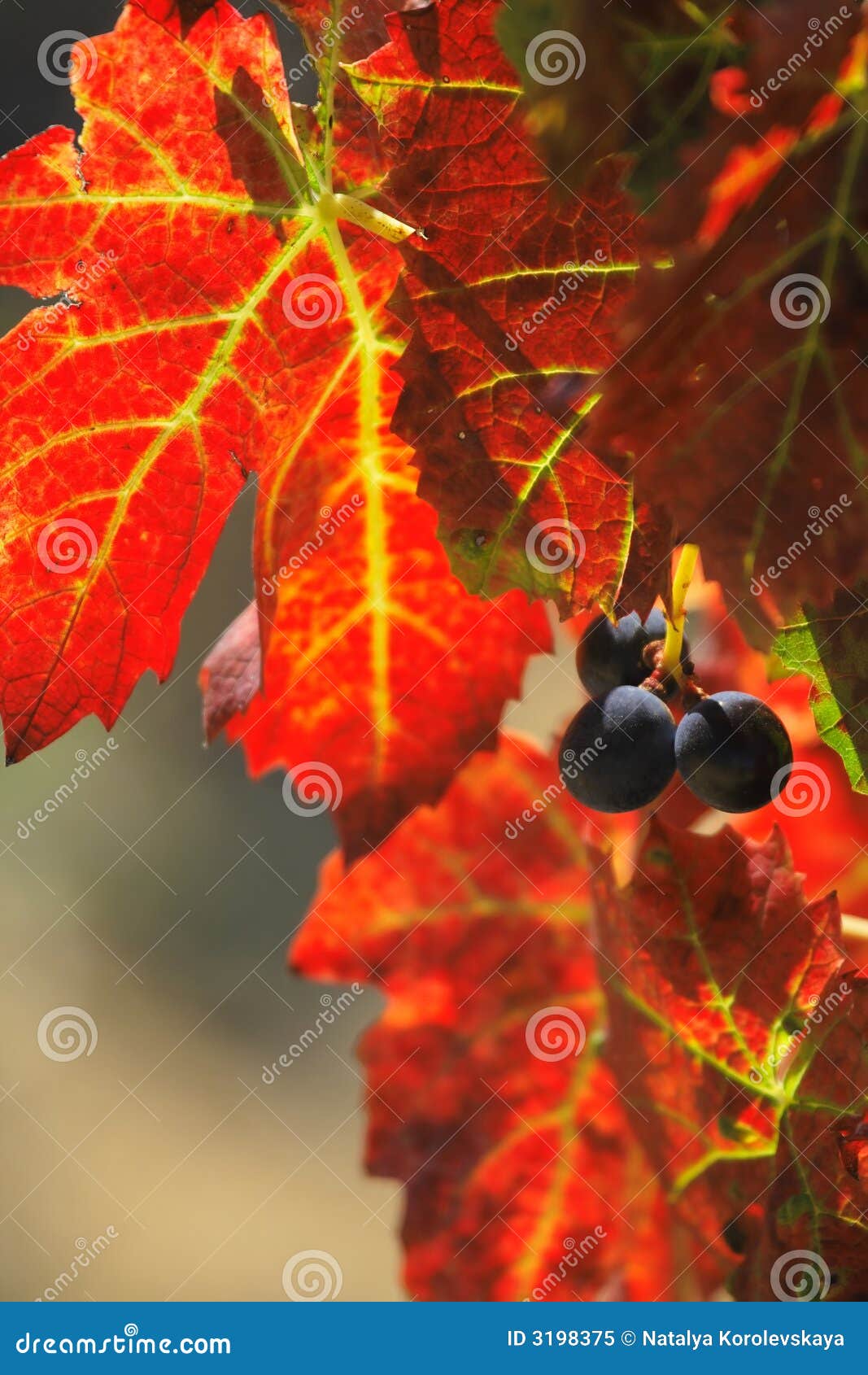 grape harvested for winemaking