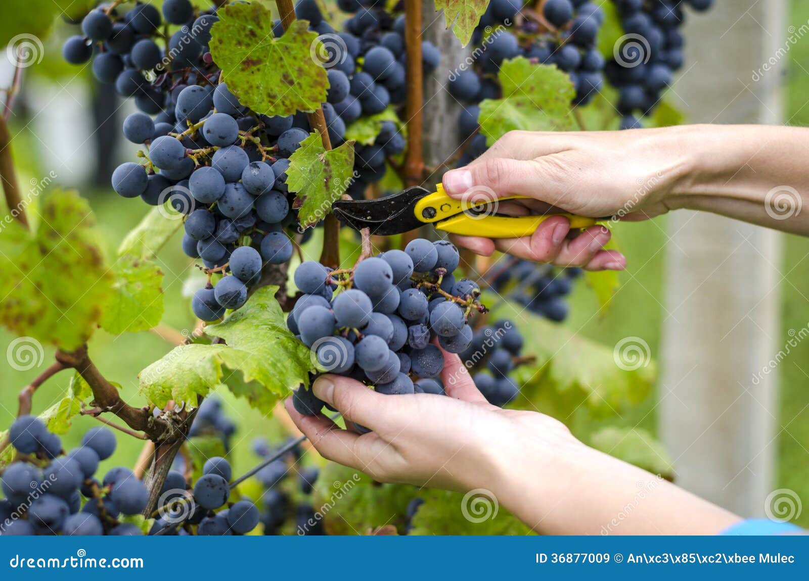 Grape harvesting stock image. Image of grow, nature, black 36877009