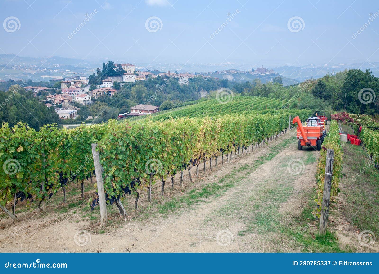 grape harvesting, piedmont, italy