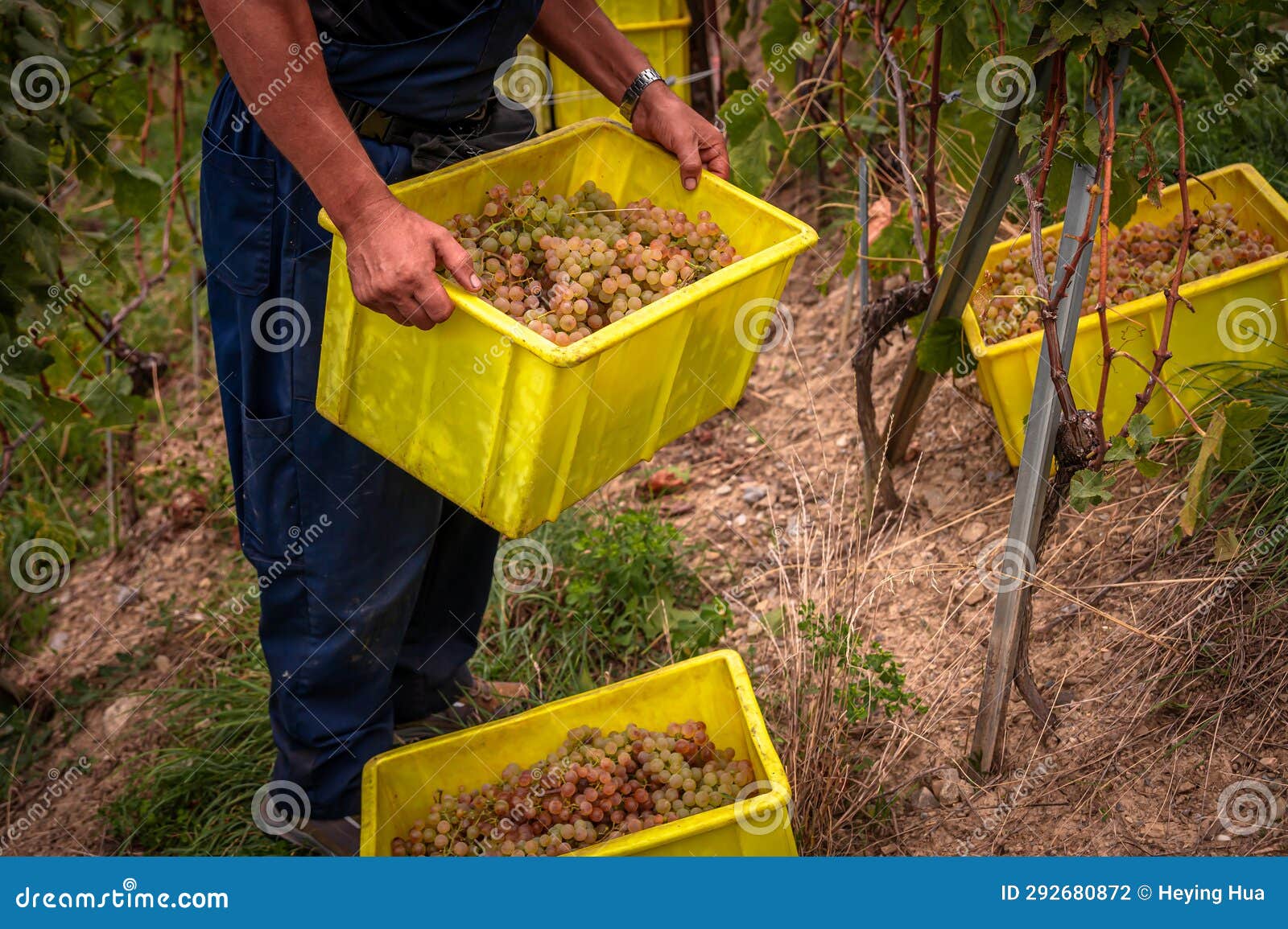Grape Harvesting on Vineyards. Winemaker Holding Box with Picked White