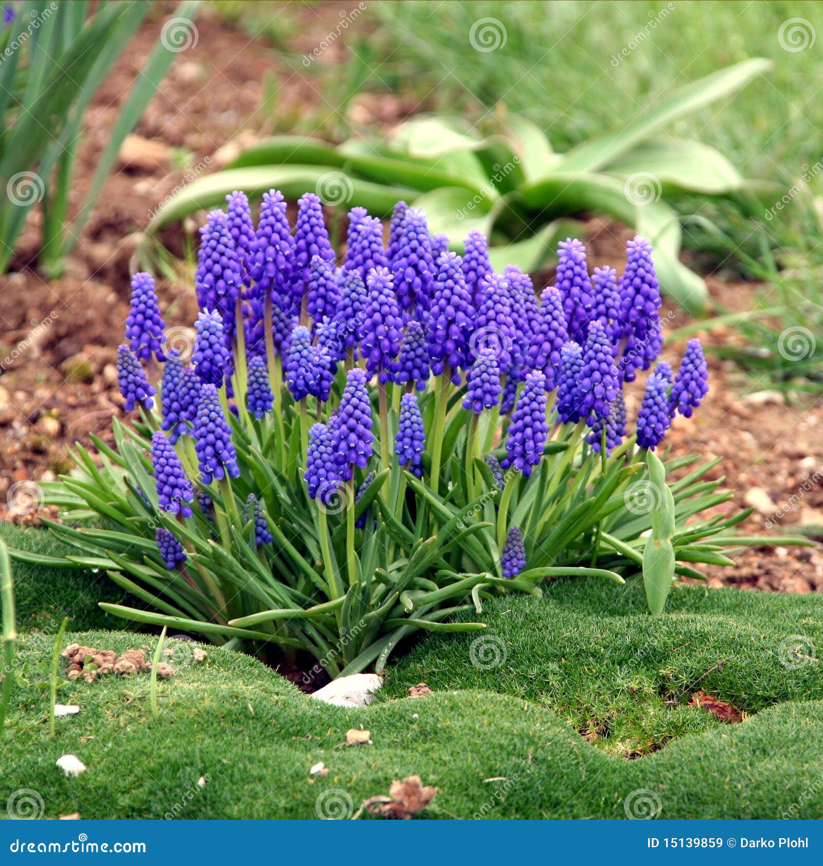 Grape hyacinth and moss stock image. Image of flowers 15139859