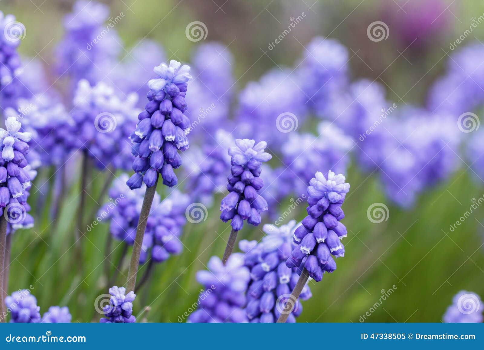 grape hyacinth - muscari armeniacum