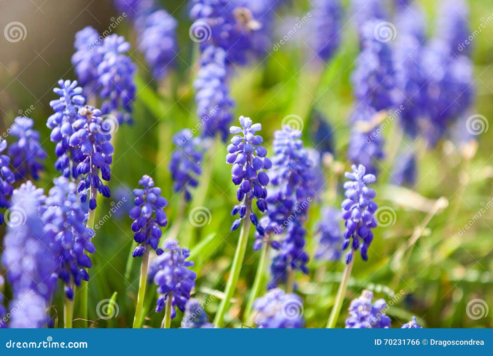 Grape Hyacinth or Pink Lilac in Nature Stock Photo Image of color