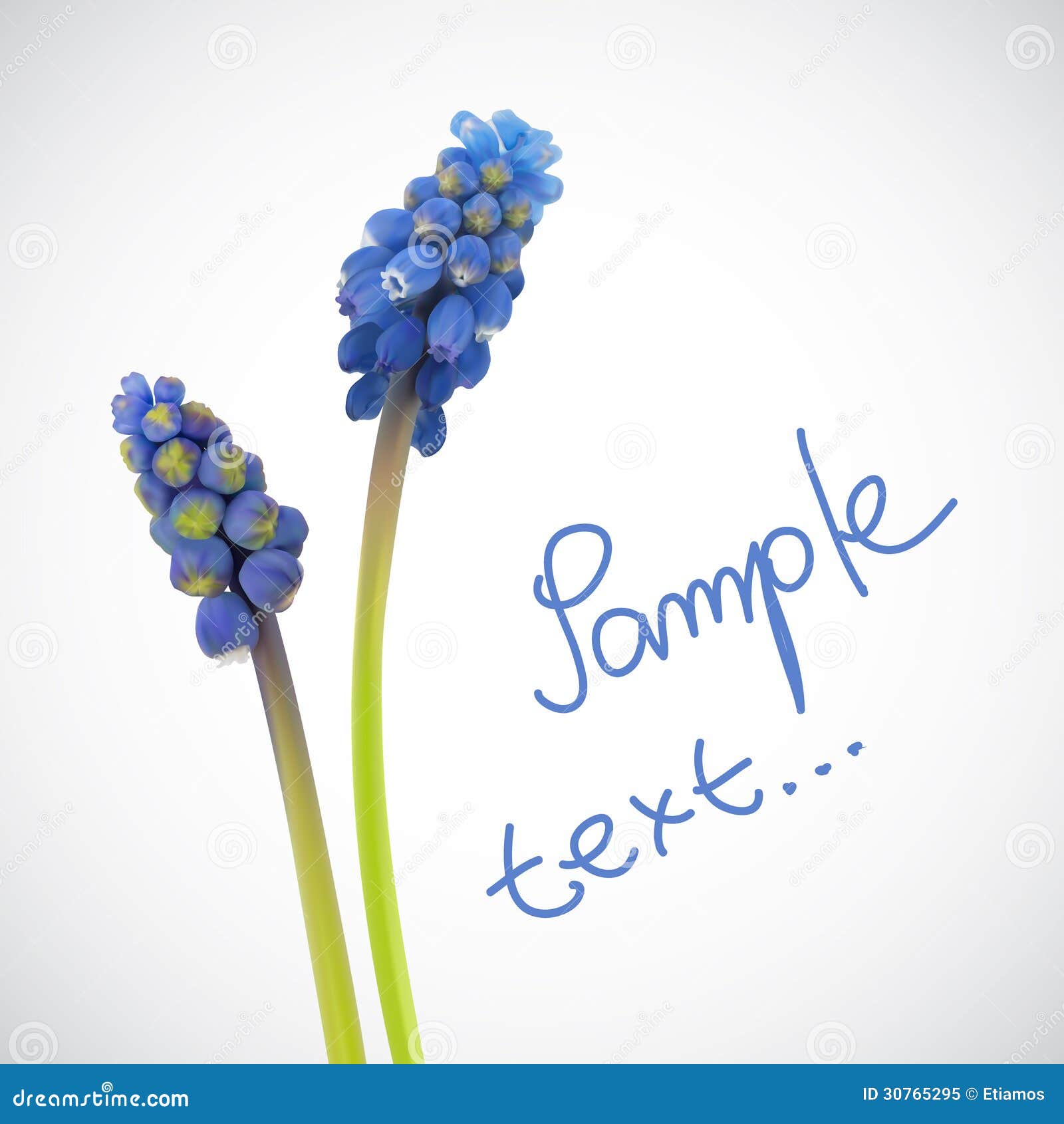 Grape Hyacinth Flower Illustration, Drawing, Engraving, Line Art