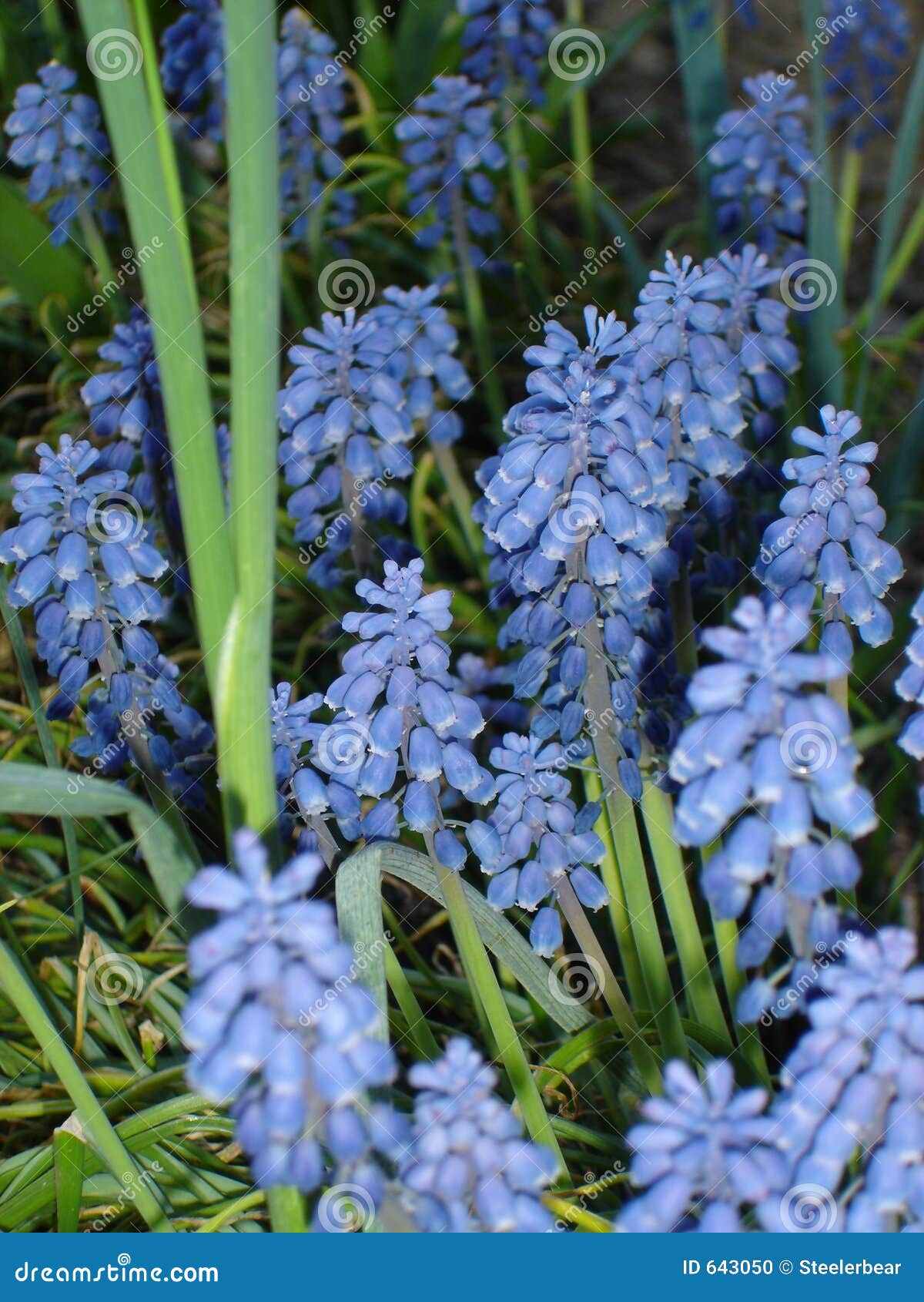 grape hyacinths