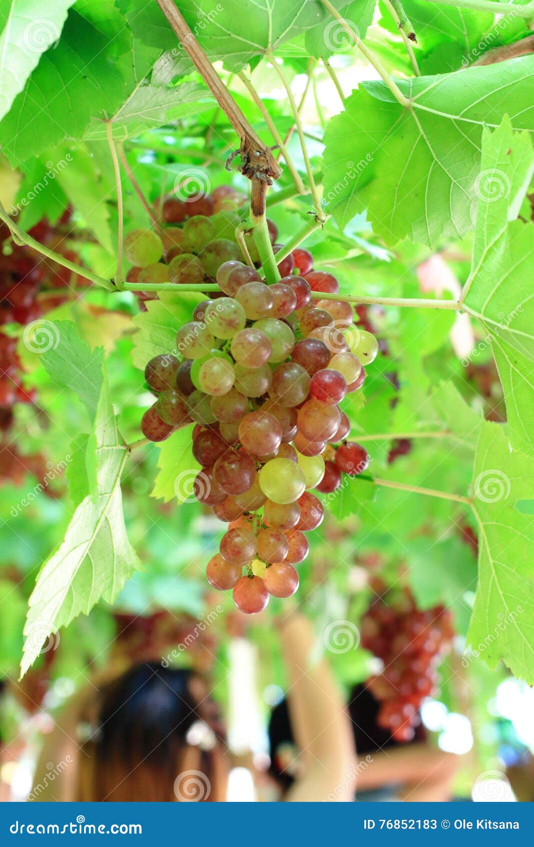 Grape stock image. Image of wine, deciduous, juice, vitis 76852183