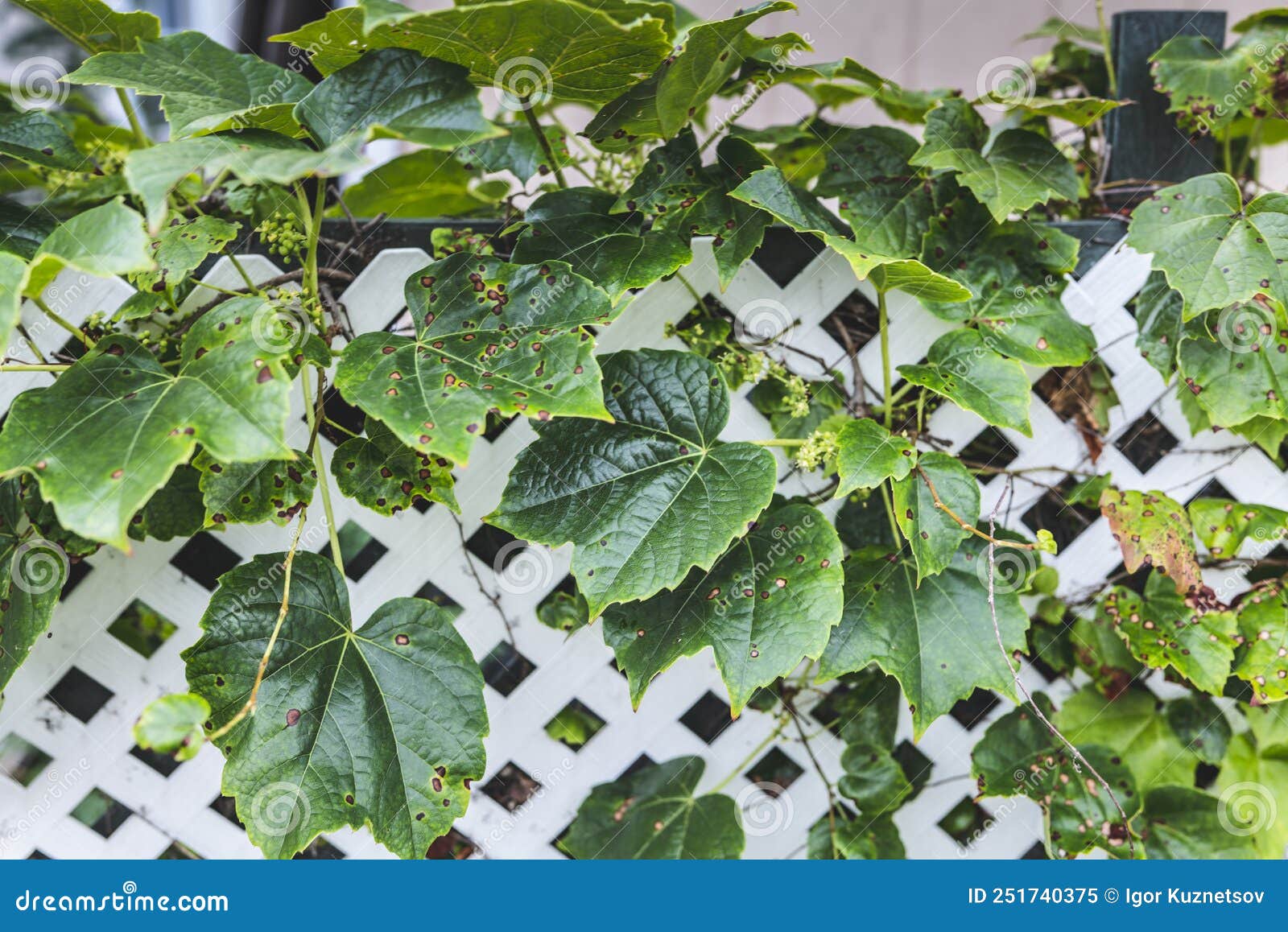 Grape Leafs Diseases. Angular Reddish Brown Spots with Shothole