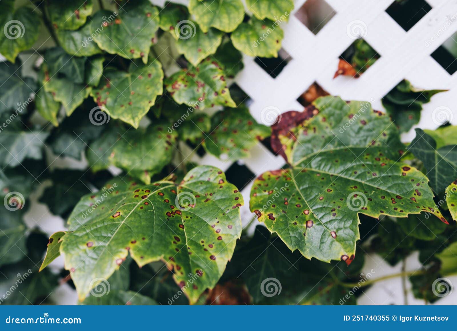 Grape Leafs Diseases. Angular Reddish Brown Spots with Shothole