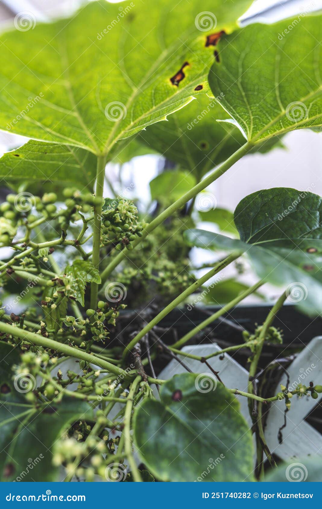 Grape Leaves Diseases. Angular Reddish Brown Spots with Shothole Centers on Grape Leaves Caused