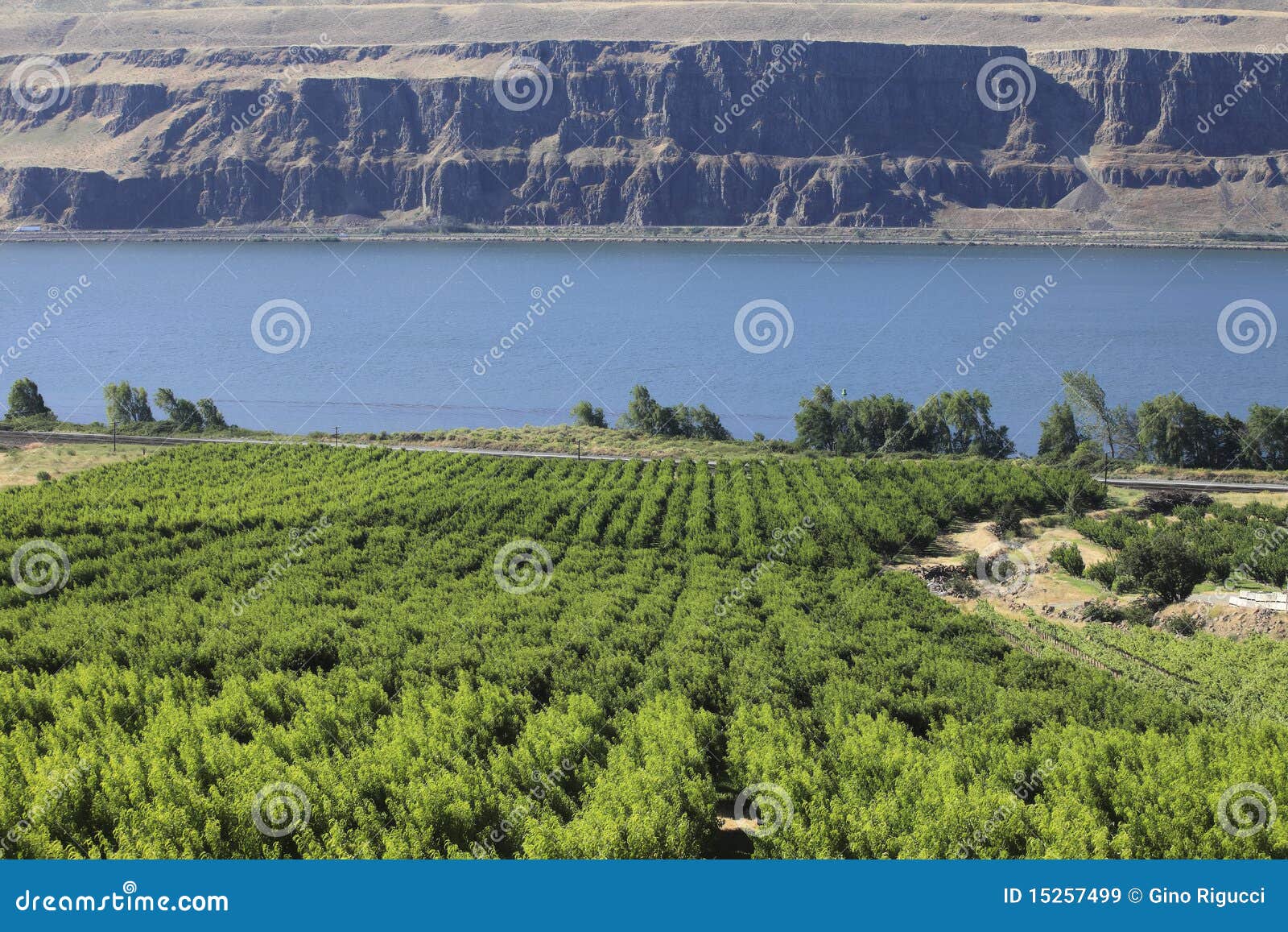 Grape orchards. stock image. Image of economy, testing 15257499