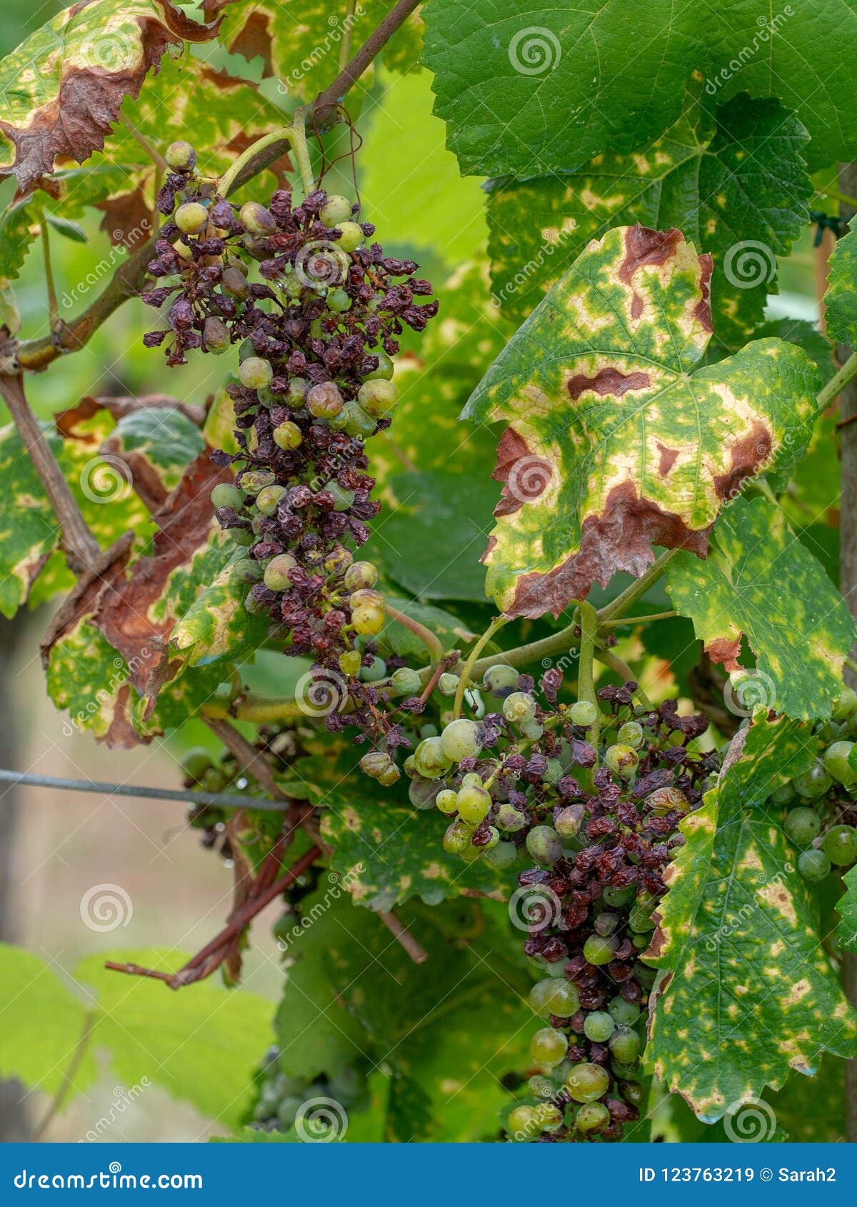 grape pathology, black rot on grapevine and fruit caused by an ascomycetous fungus, guignardia bidwelli.