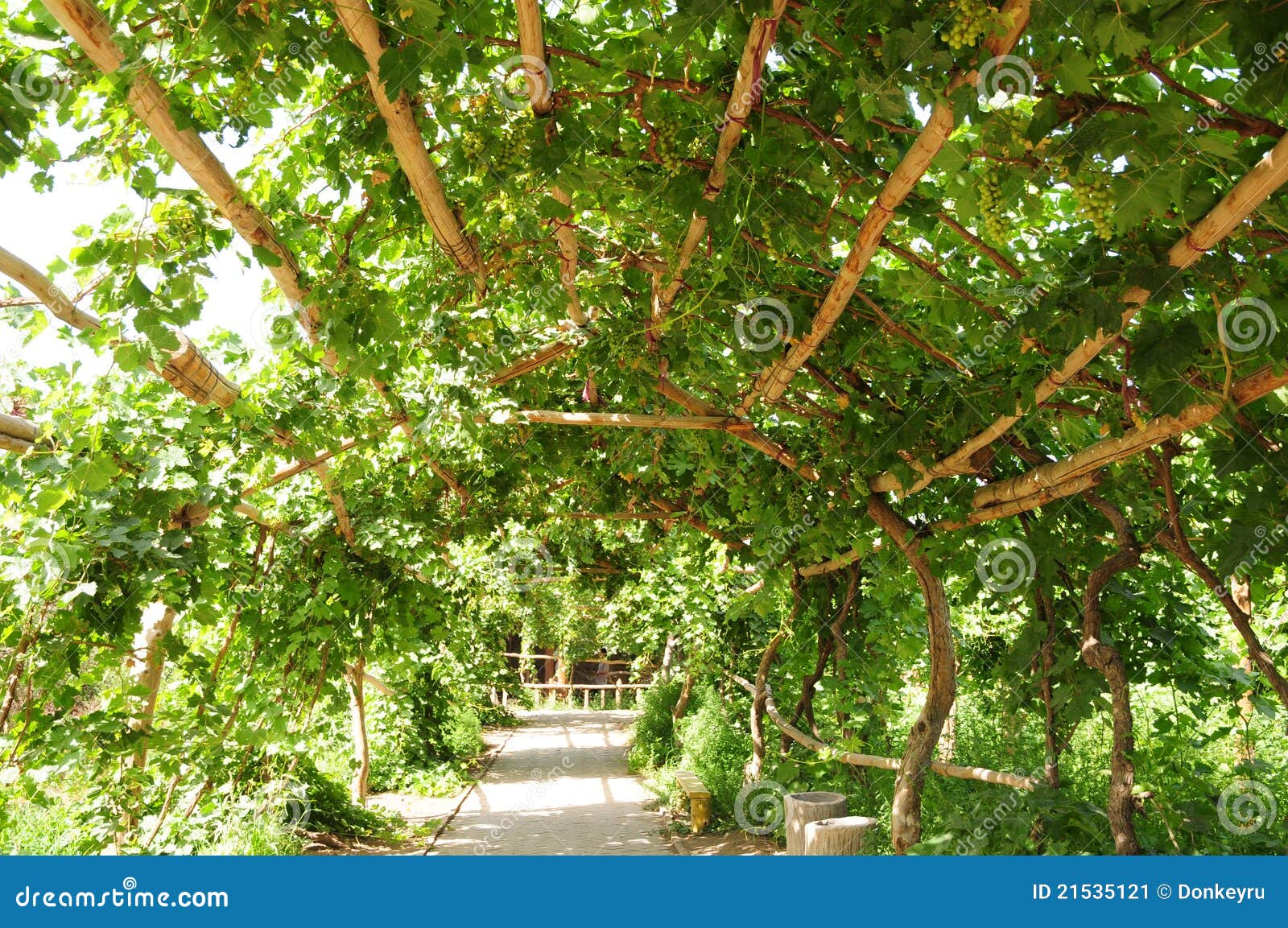 Grape Pergola Stock Image - Image: 21535121