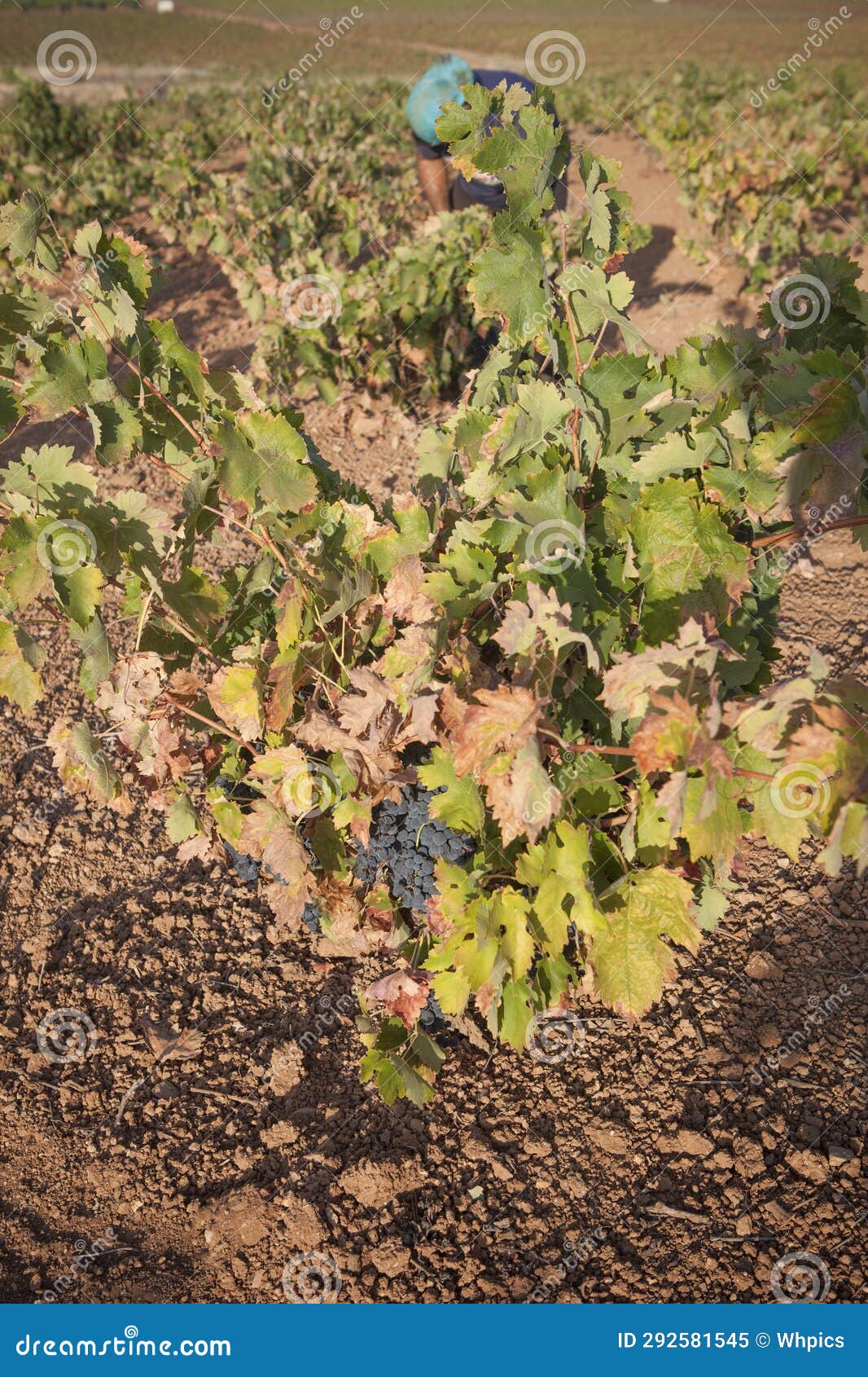 Grape Picker Working at Harvesting Season Stock Image Image of