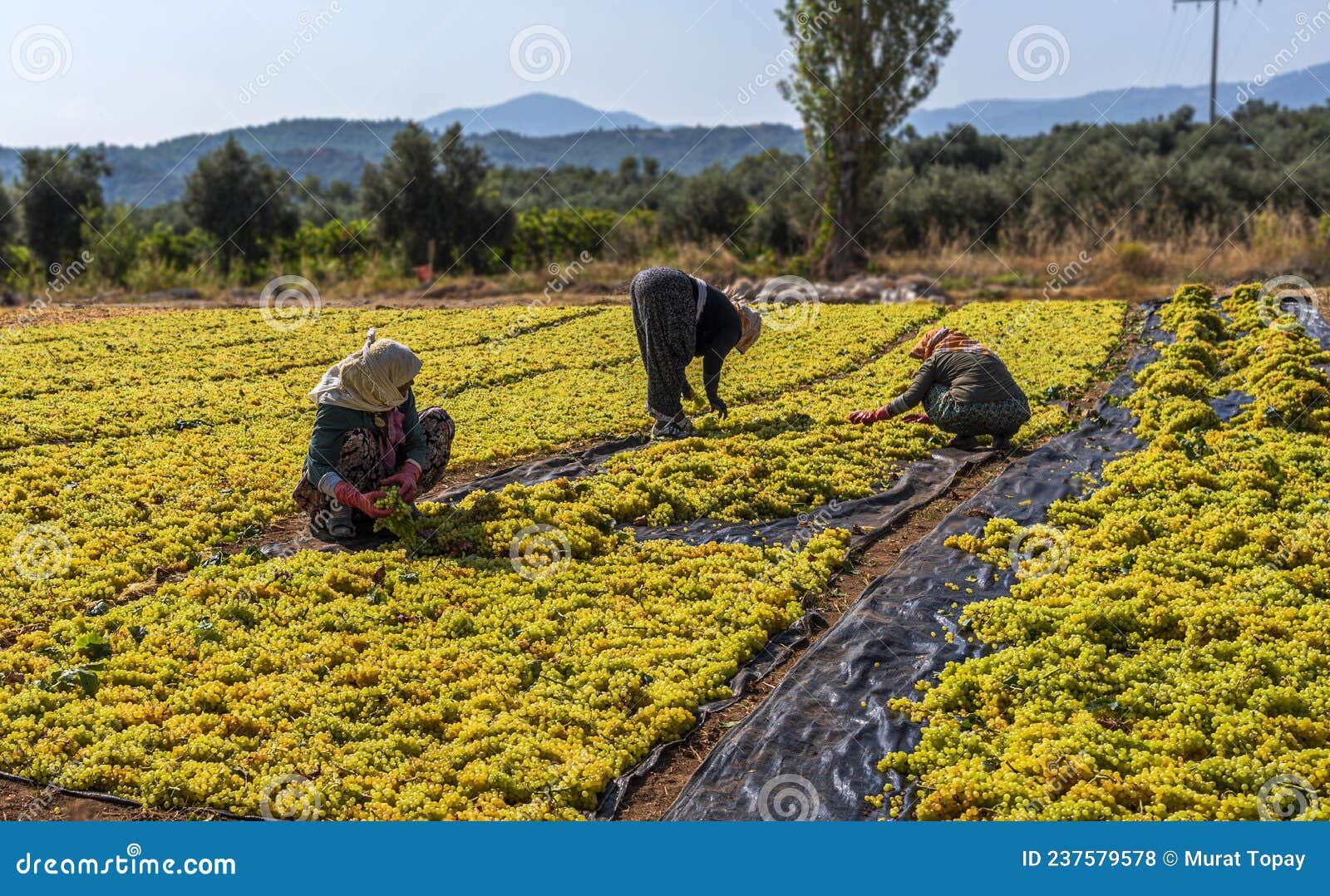 Grape Picking and Laying Process for Making Raisins Stock Photo Image