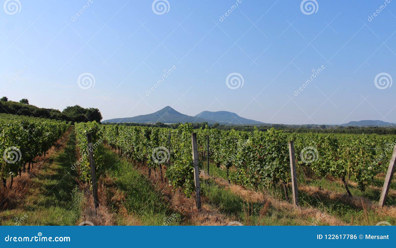 grape plantation and mount toti and gulacs