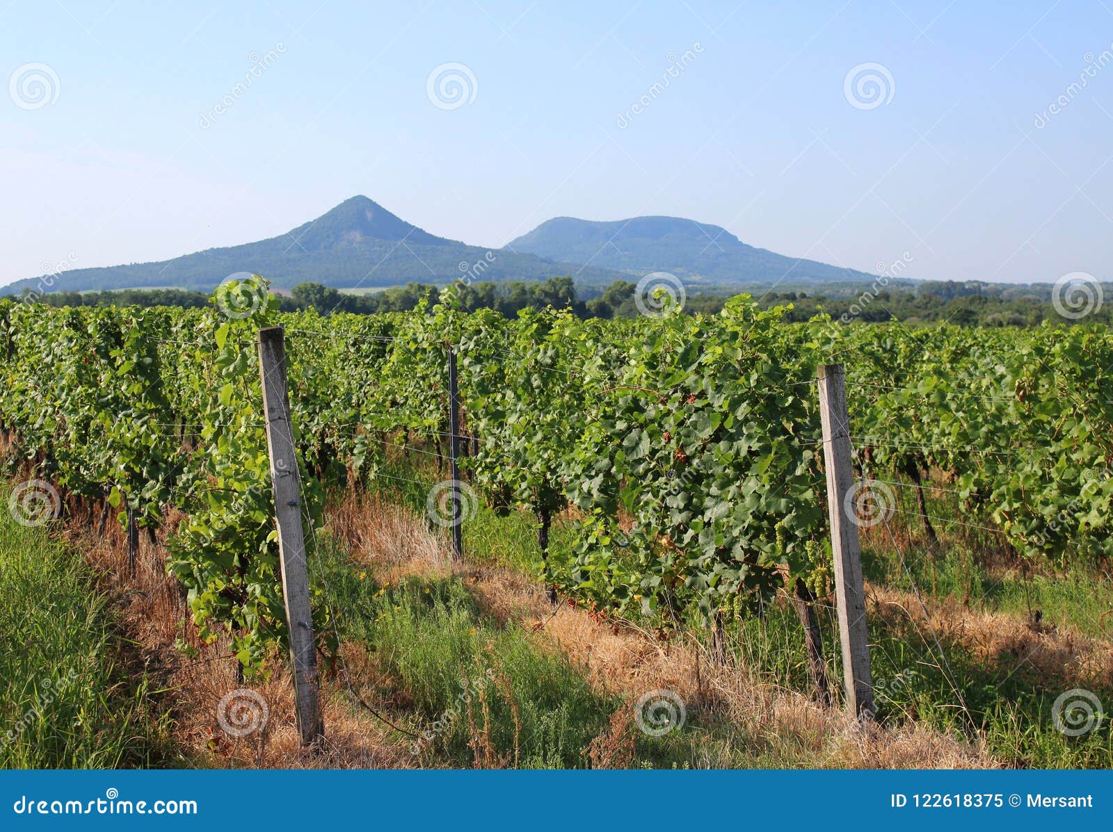 grape plantation and mount toti and gulacs