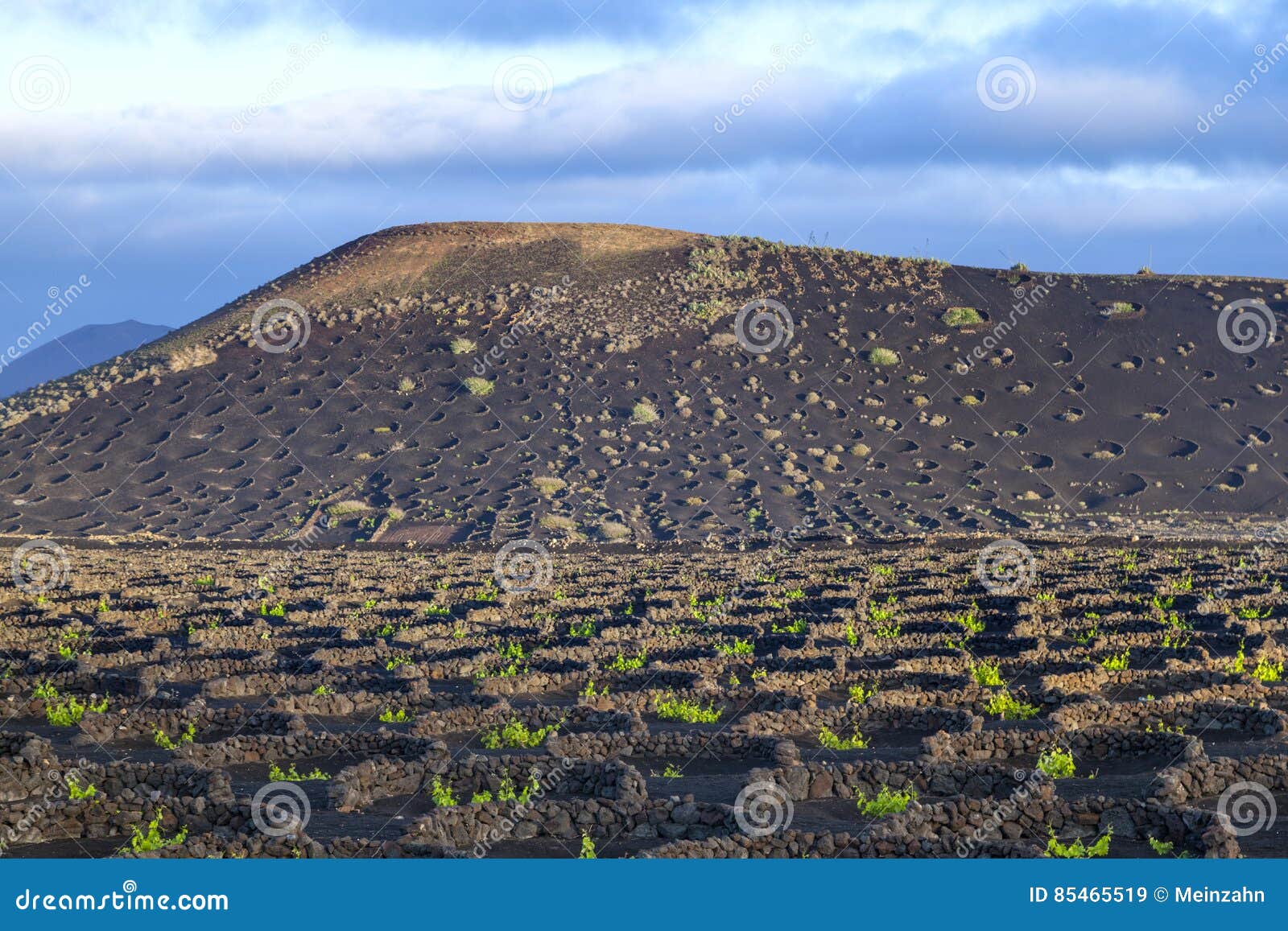 Grape Plants Grow on Volcanic Soil in La Geria Stock Image Image of