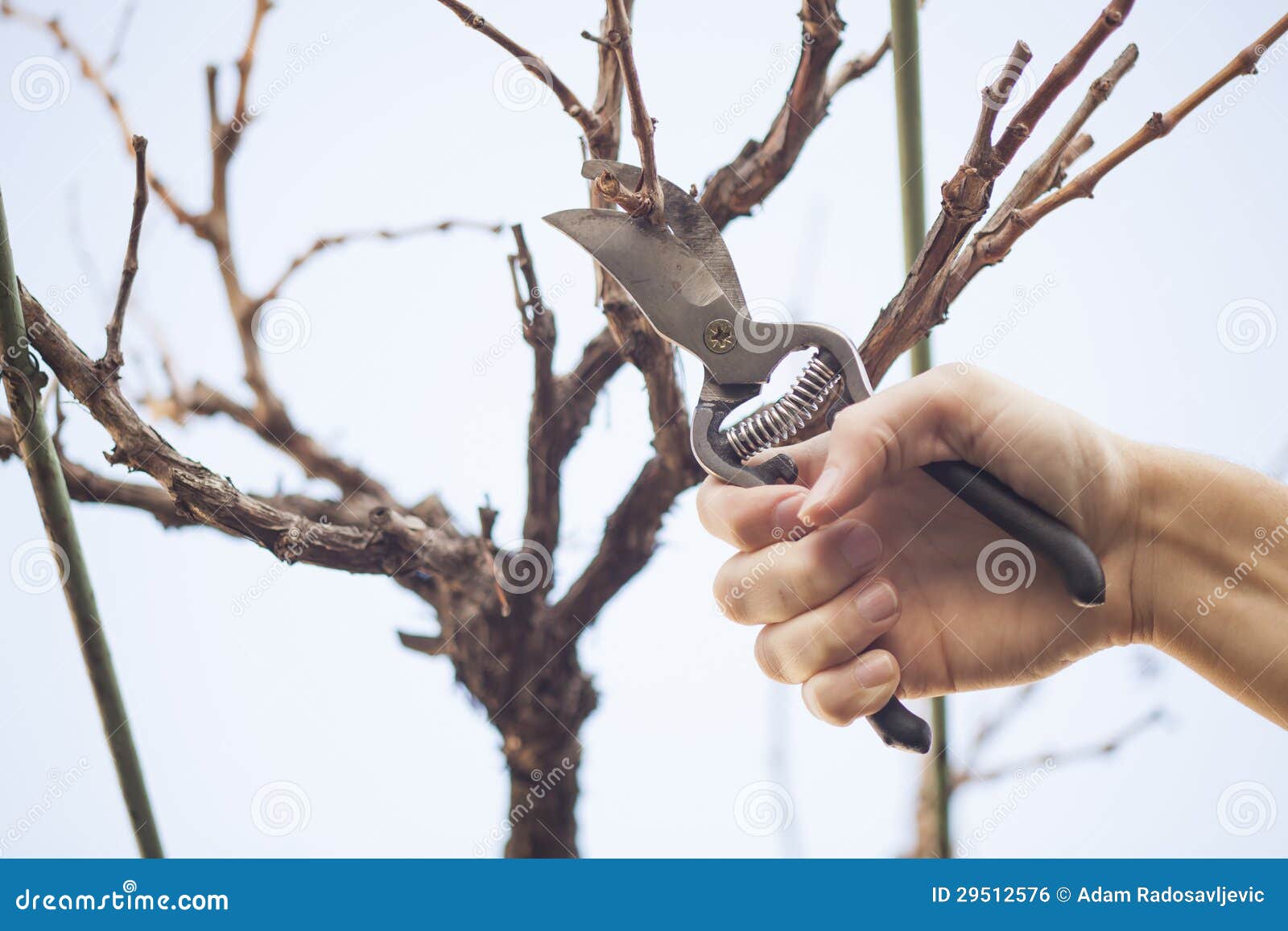 Grape pruning stock photo. Image of worker, spring, landscaping 29512576