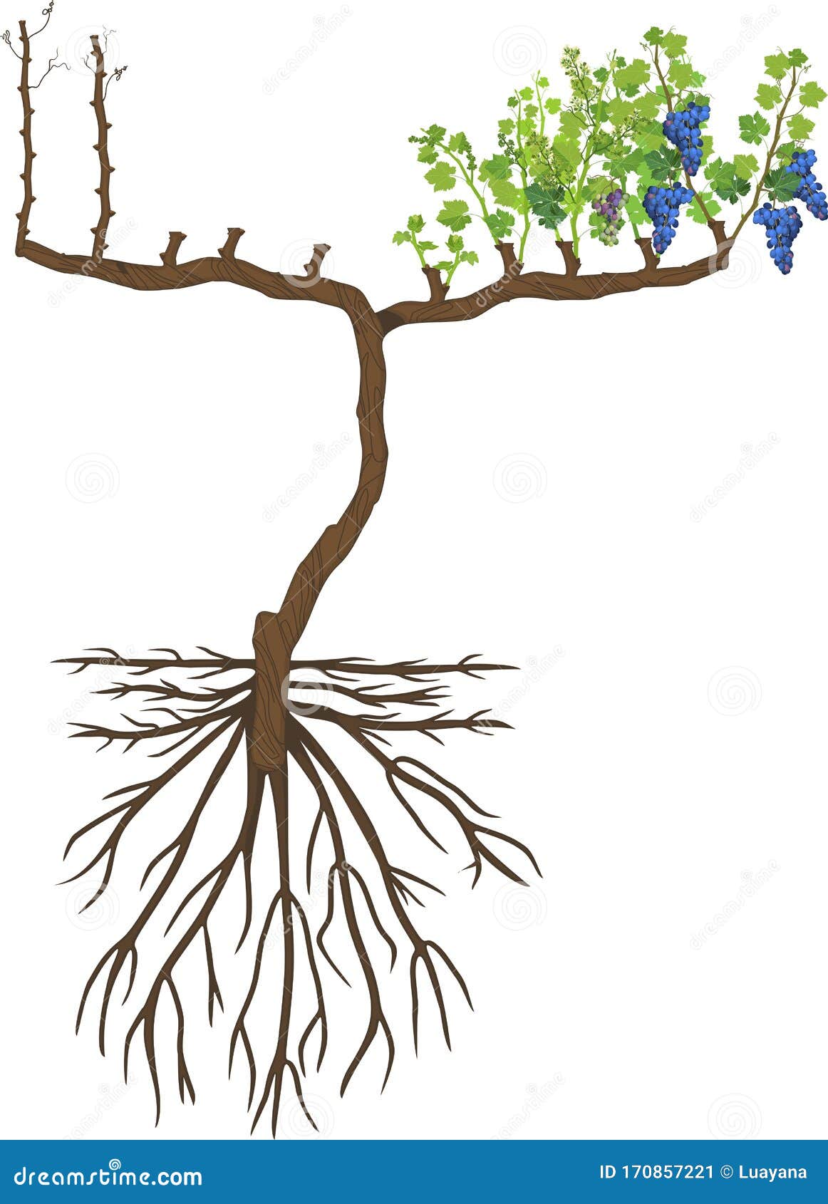 Grape Pruning Scheme Cane Pruned. General View Of Grape Vine Plant