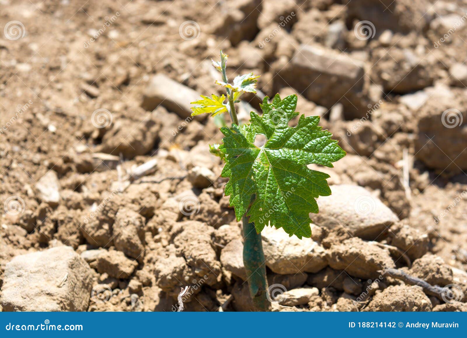 Grape seedlings stock photo. Image of vineyard, seedling 188214142