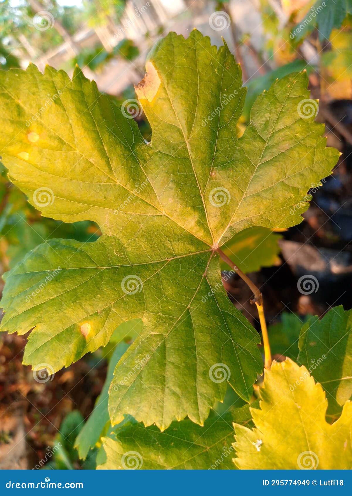 Grape Seeds that Will Grow Big and Bear Fruit Stock Image Image of