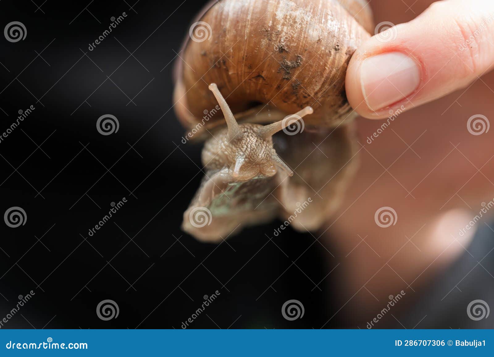 Grape Snail. Snails in the Garden. Pests and Insects in the Garden