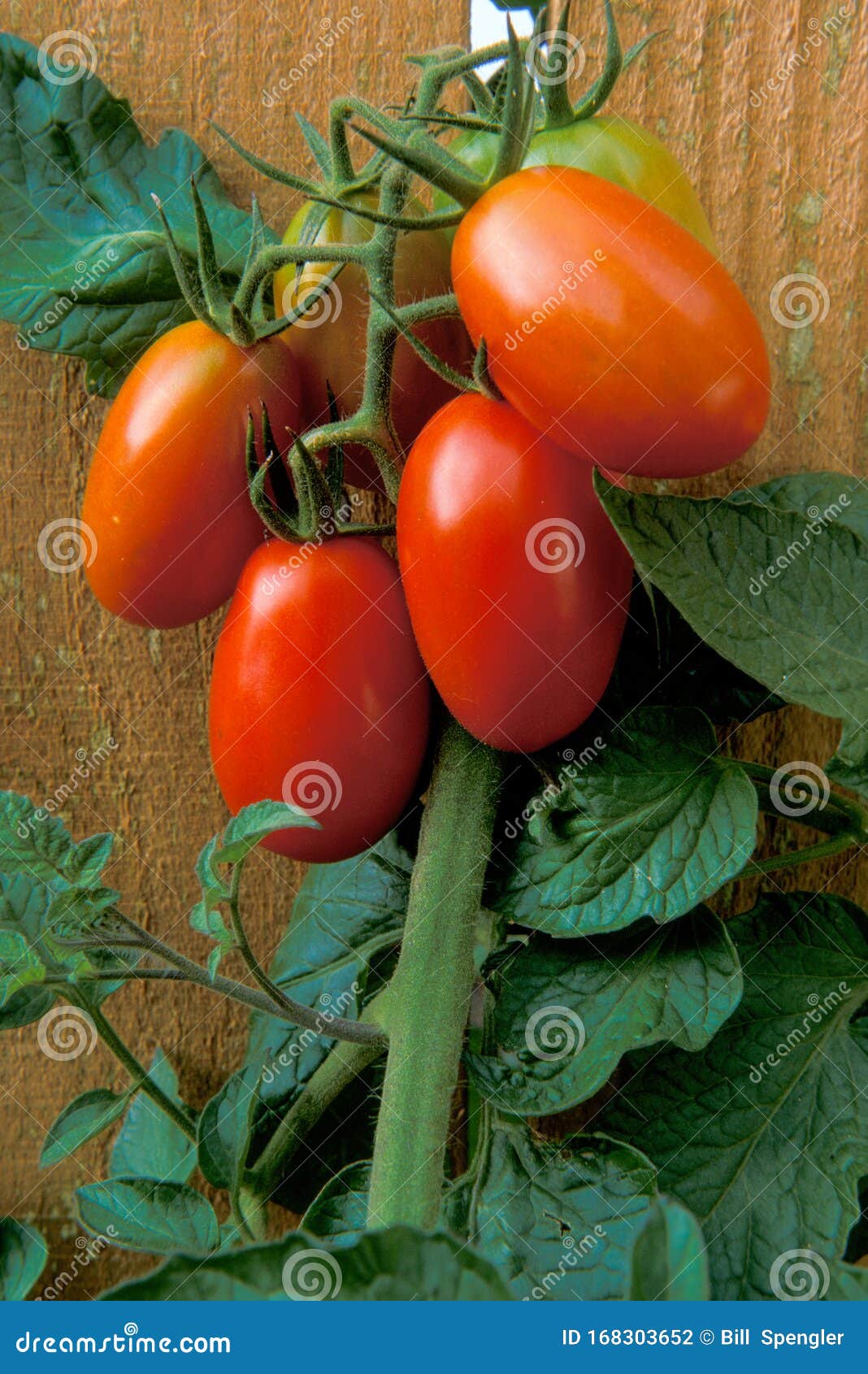 grape tomatoes through a fence