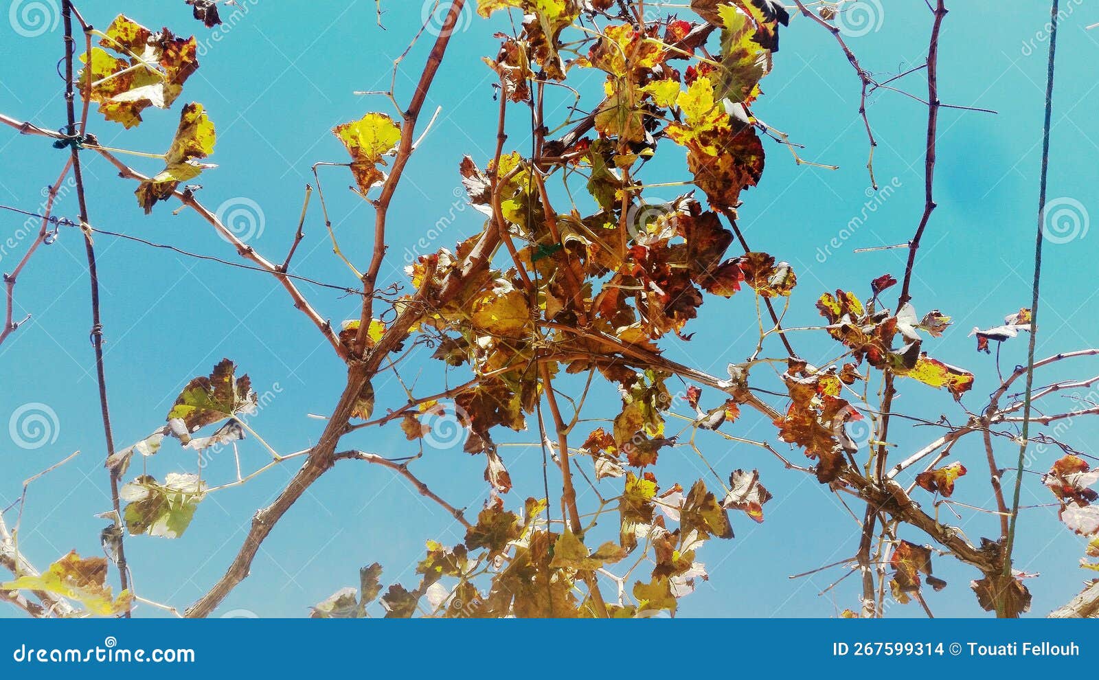 the grape tree in autumn