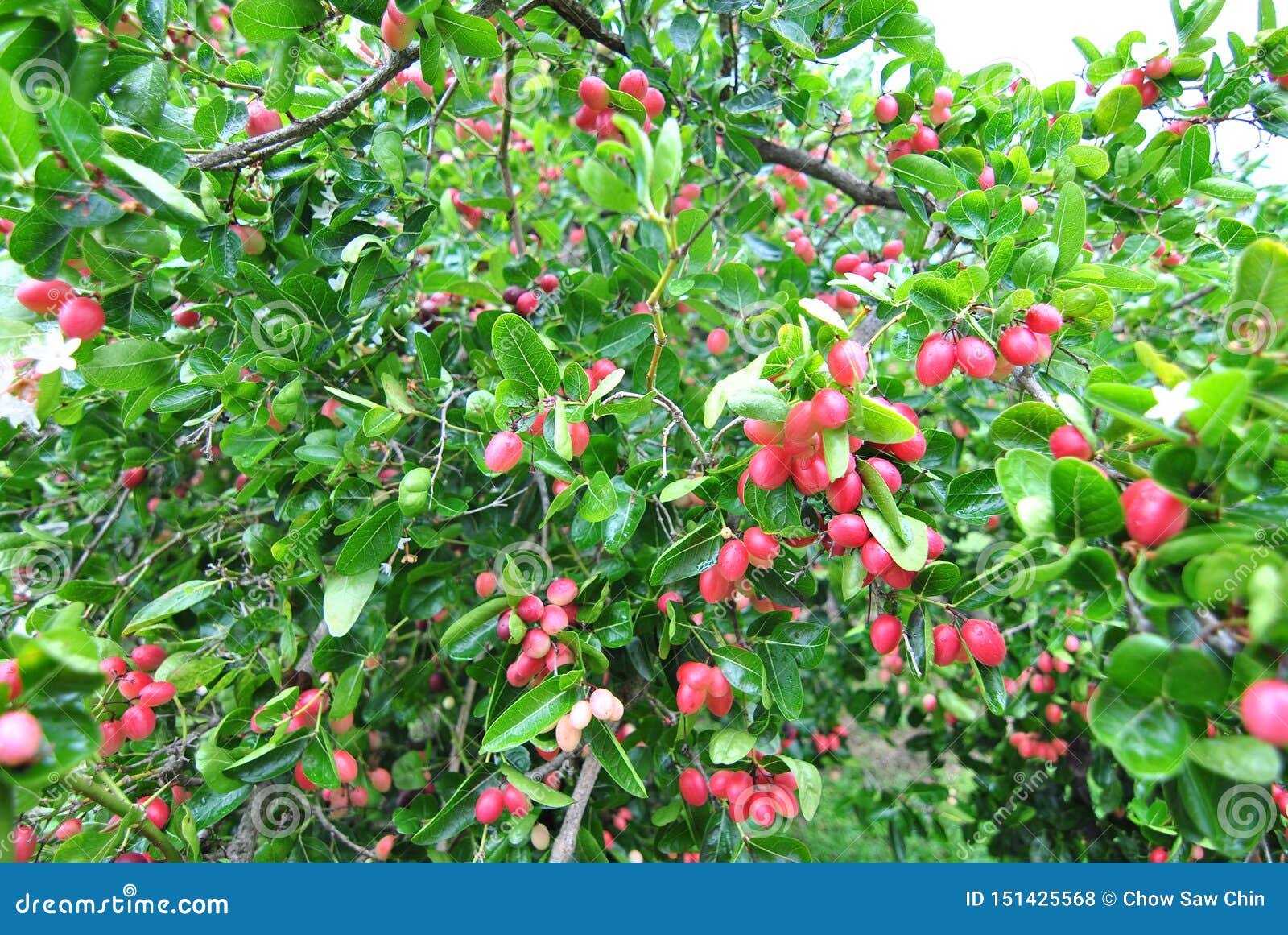 Penang Tropical Fruit Farm Graoe Tree Stock Photo Image of dramatic