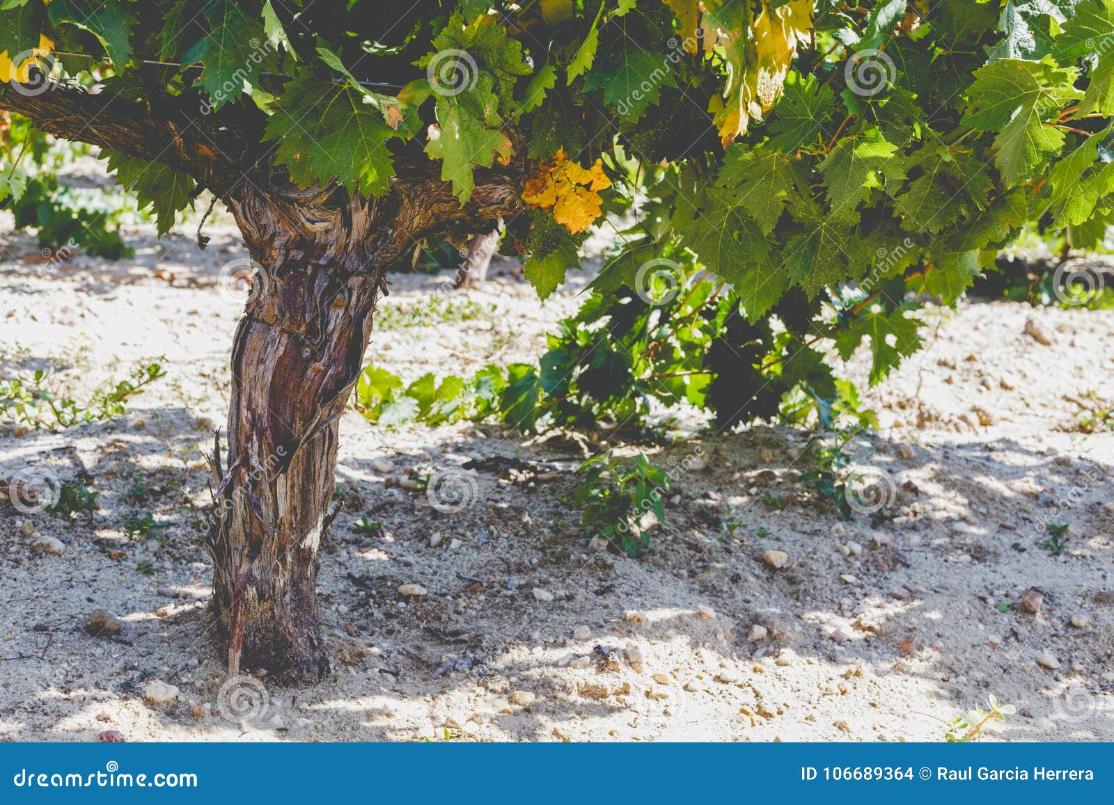 Grape Trunk. Grapevine Detail with Trunk and Earth Stock Photo - Image ...