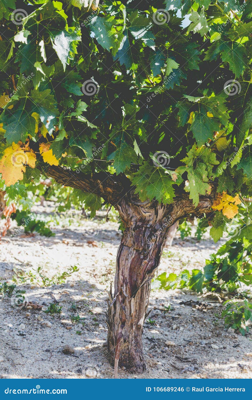 Grape Trunk. Grapevine Detail with Trunk and Earth Stock Photo - Image ...